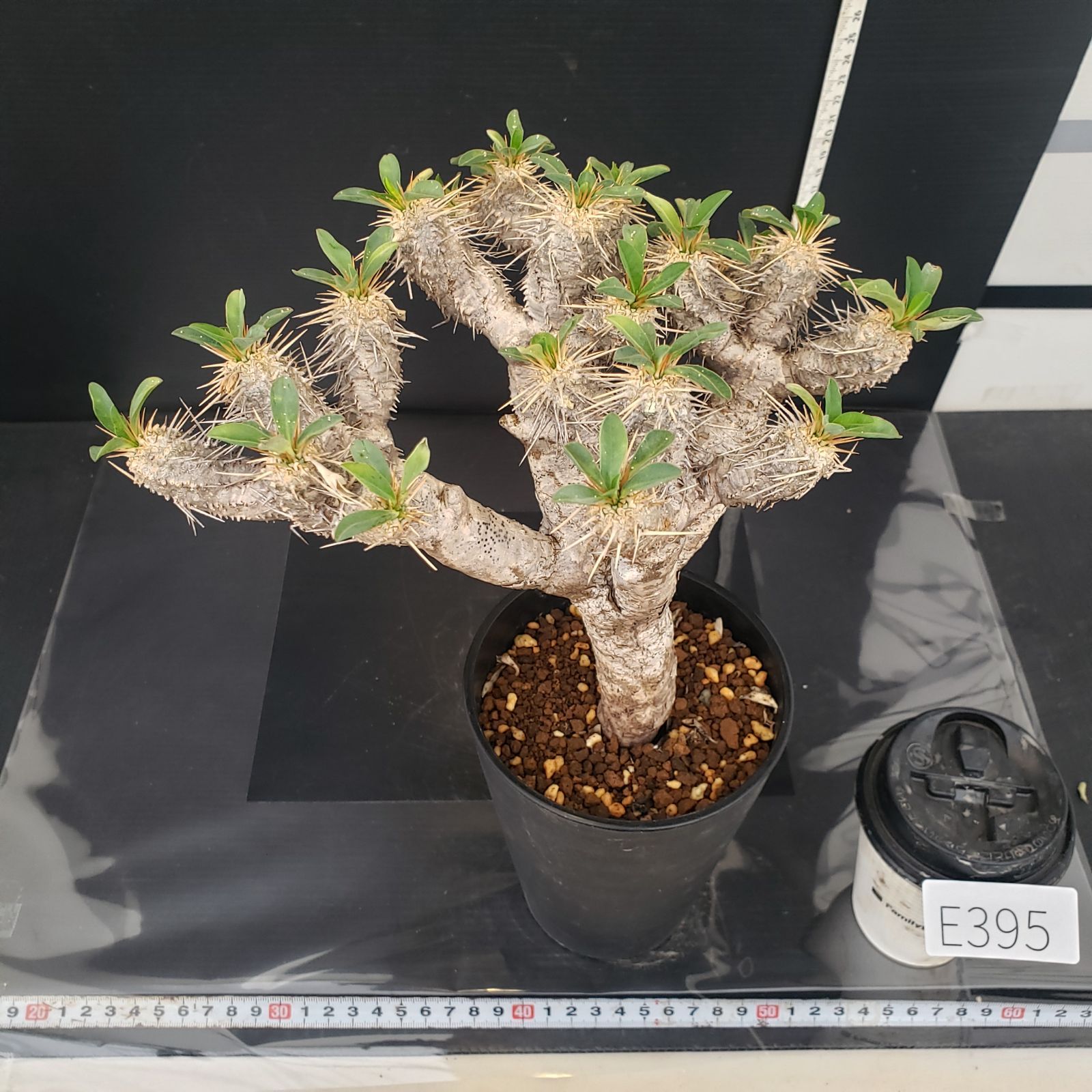 E395【自社養生株】ユーフォルビア ギラウミニアナ（現地球・発根株