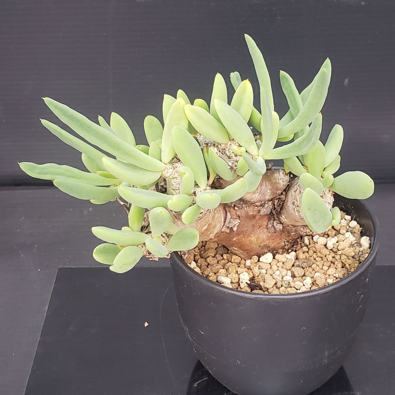 E397【自社養生株】チレコドン レティキュラータス 万物想（現地球・発