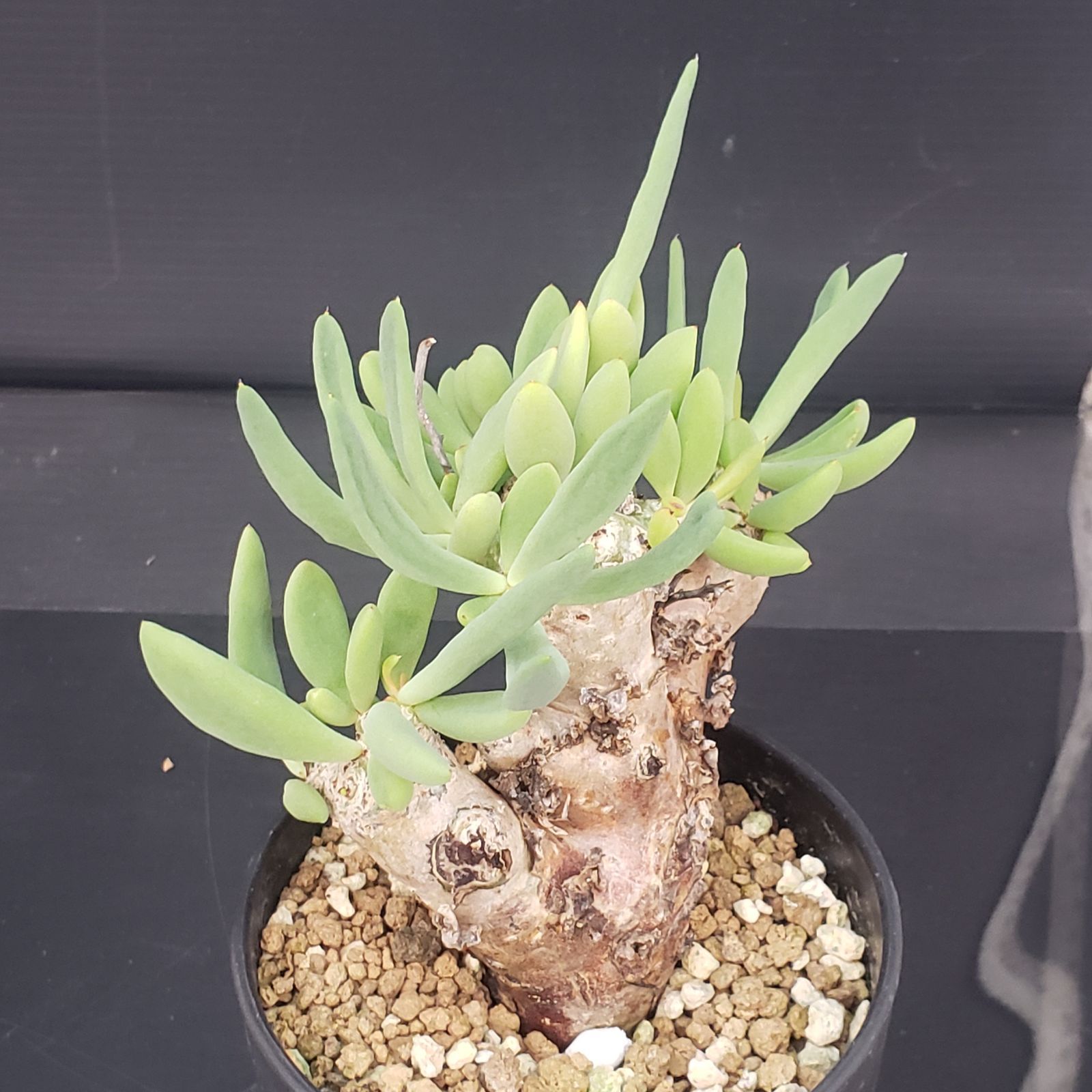 E397【自社養生株】チレコドン レティキュラータス 万物想（現地球・発