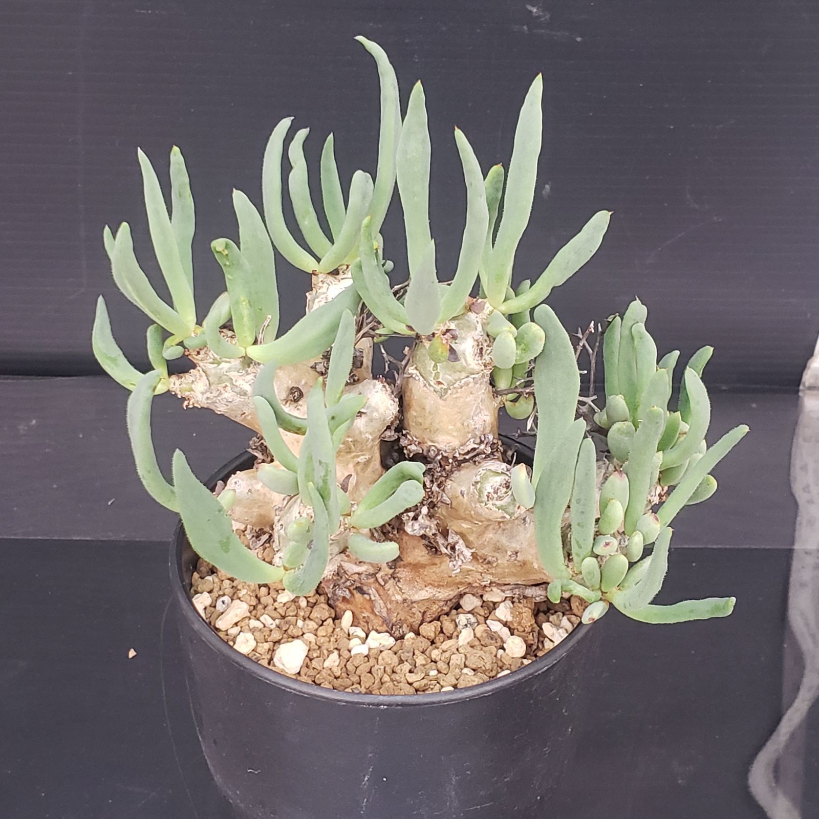 E398【自社養生株】チレコドン レティキュラータス 万物想（現地球・発