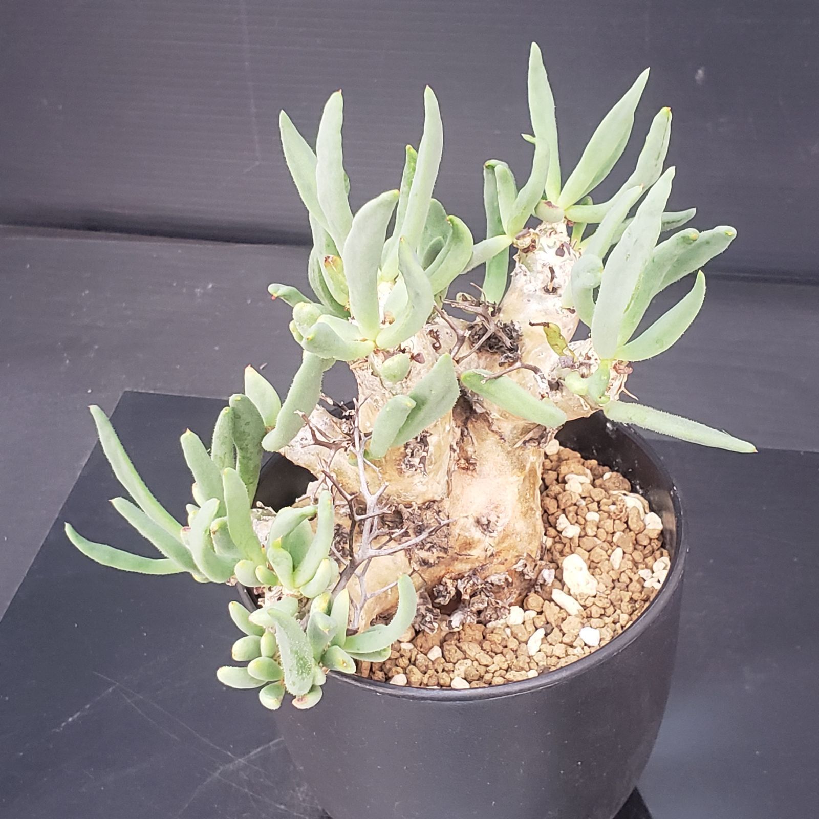 E398【自社養生株】チレコドン レティキュラータス 万物想（現地球・発