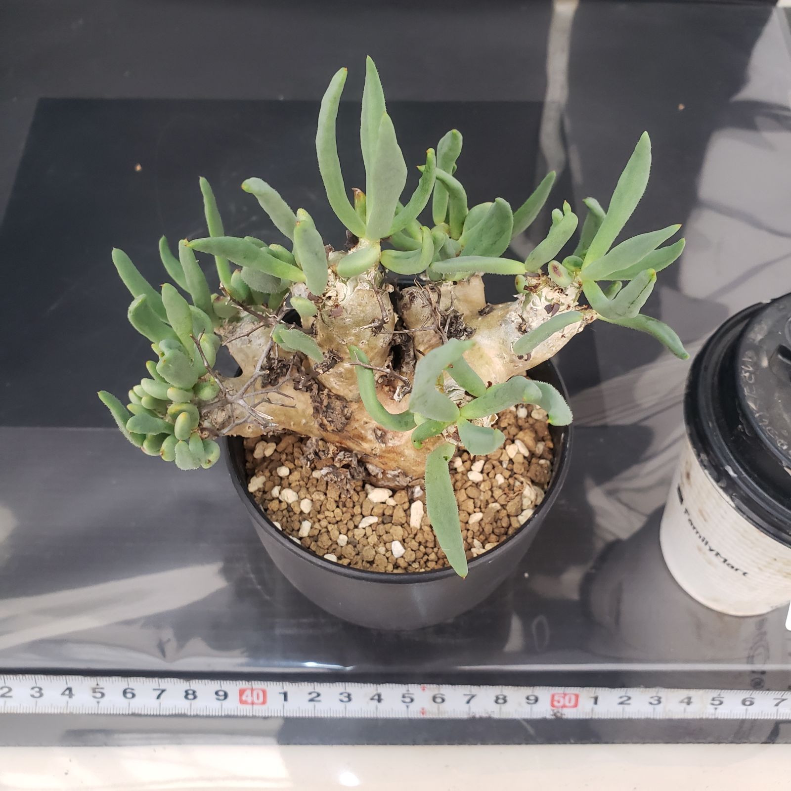 E398【自社養生株】チレコドン レティキュラータス 万物想（現地球・発