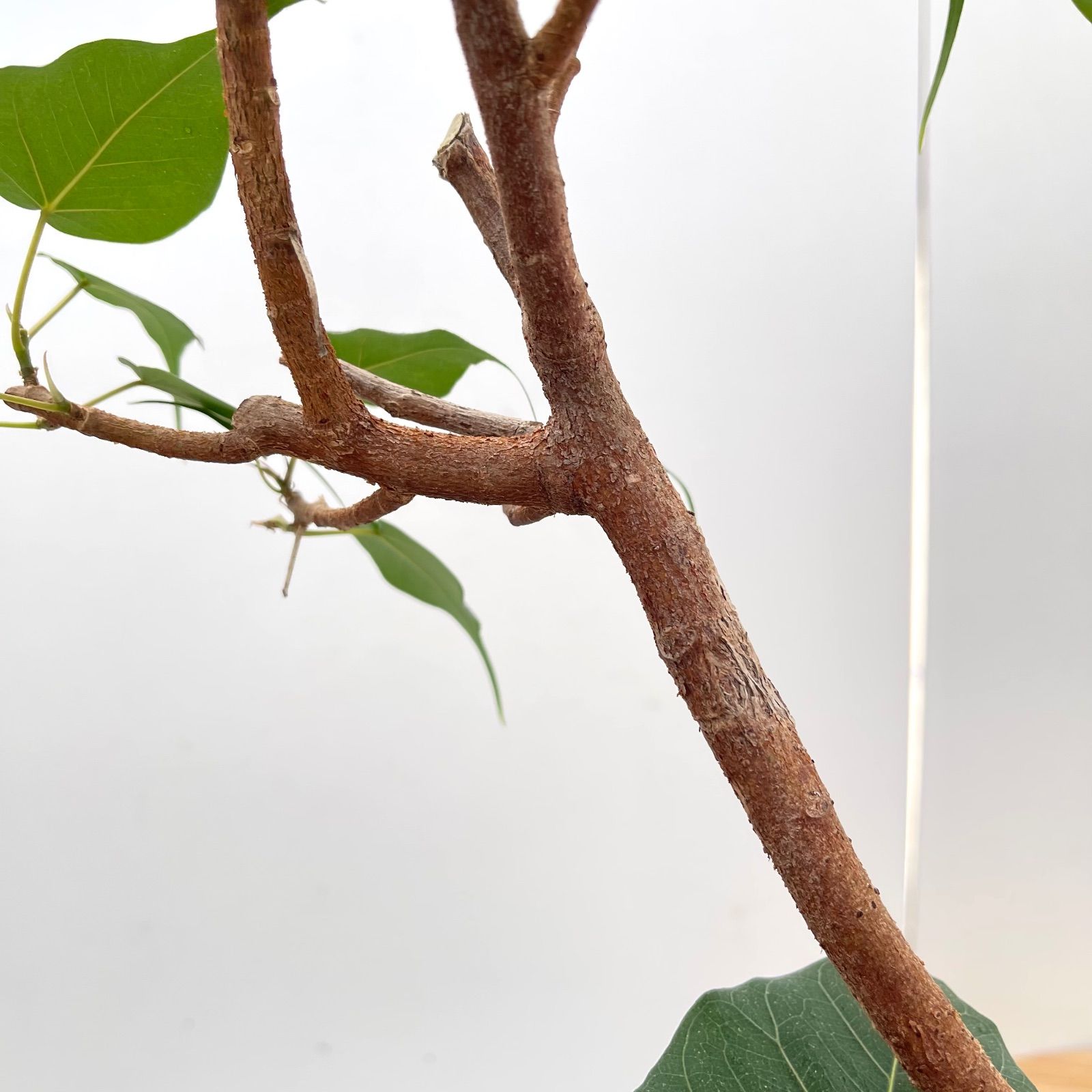 インドボダイジュ フィカス レリギオーサ 1【現品】観葉植物 室内 7号