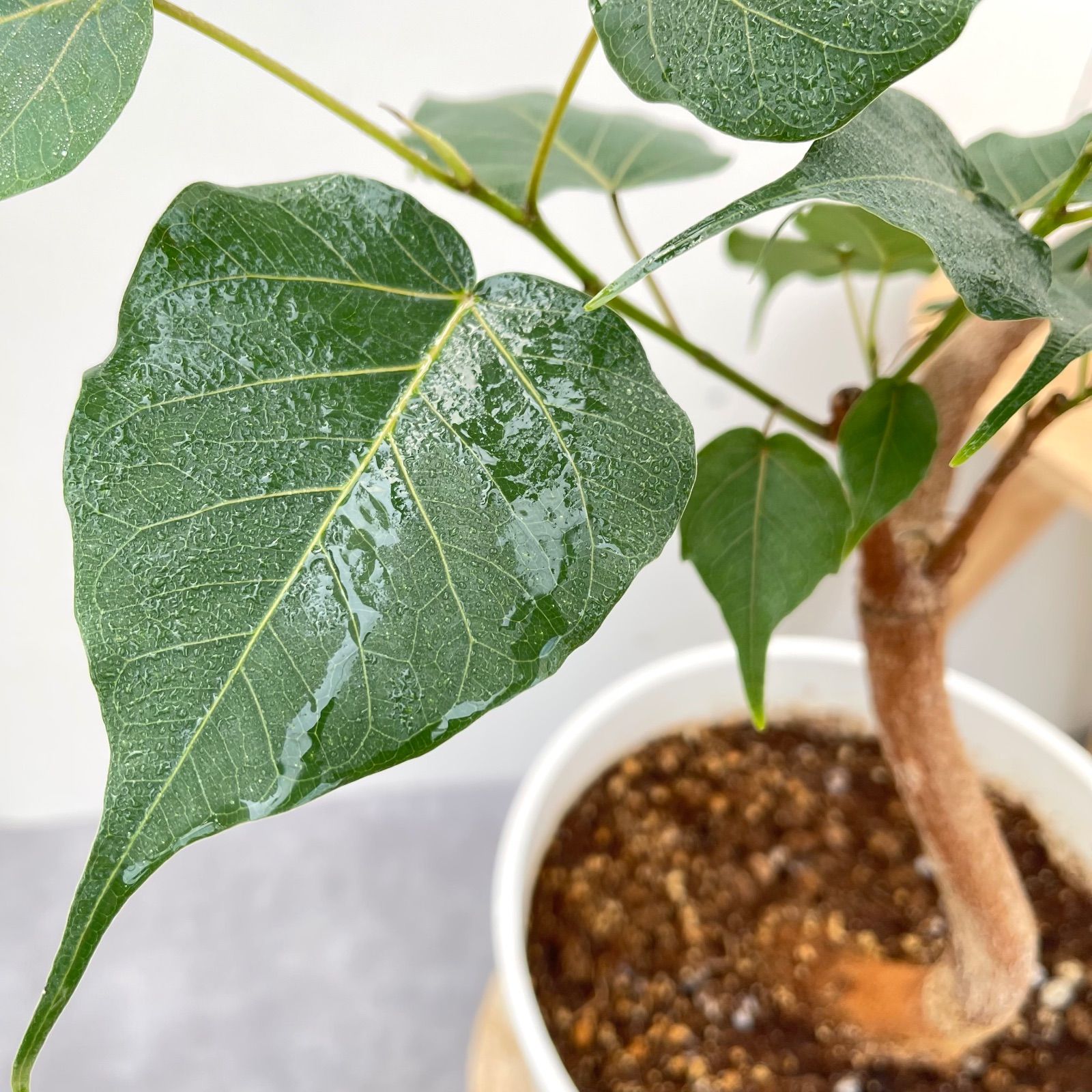 【引取限定特価】【配送不可】フィカス レリジオーサ インドボダイジュ 楽天市場】【先行予約 P3倍】 観葉植物 フィカス レリジオーサ 4号鉢