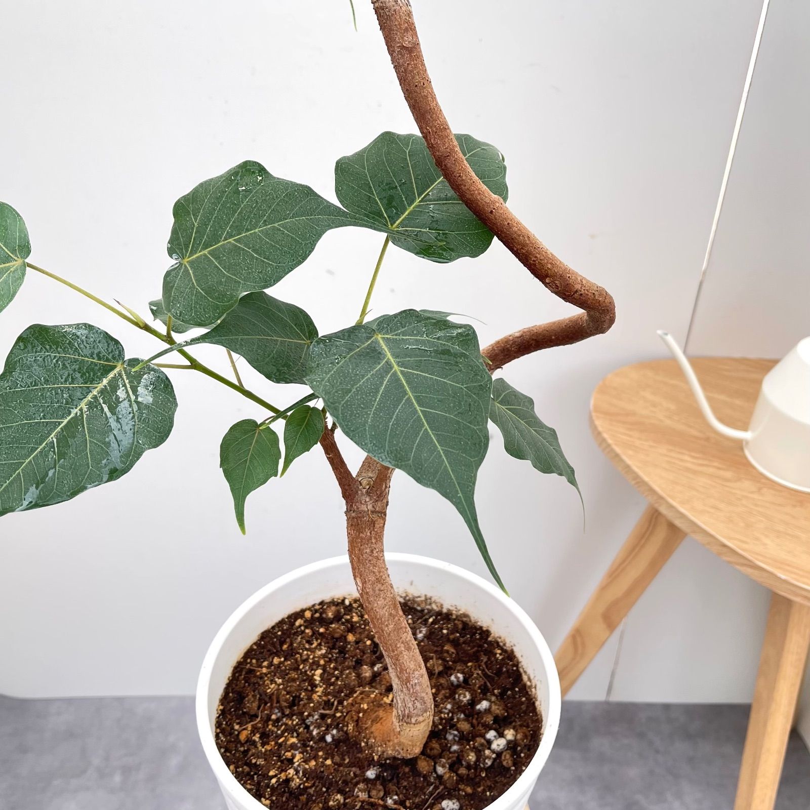 【引取限定特価】【配送不可】フィカス レリジオーサ インドボダイジュ 楽天市場】【先行予約 P3倍】 観葉植物 フィカス レリジオーサ 4号鉢