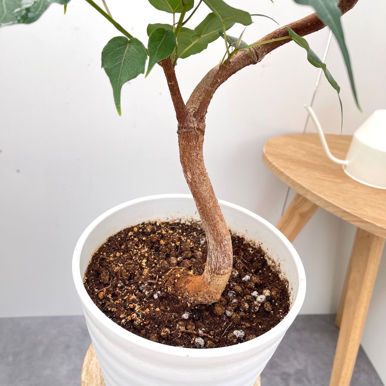 インドボダイジュ フィカス レリギオーサ 1【現品】観葉植物 室内 7号