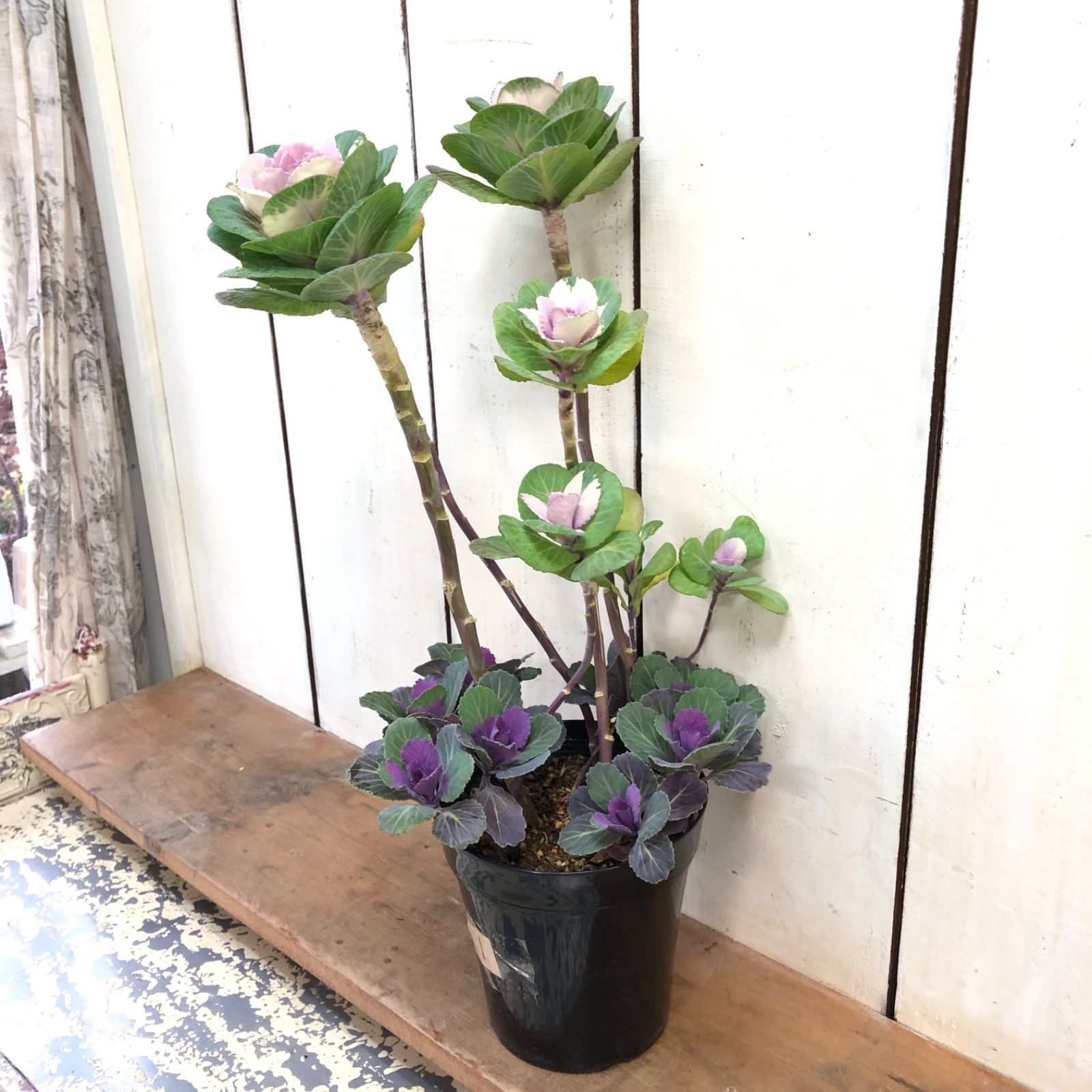 足なが踊りハボタン寄せ植え5号鉢① - メルカリ