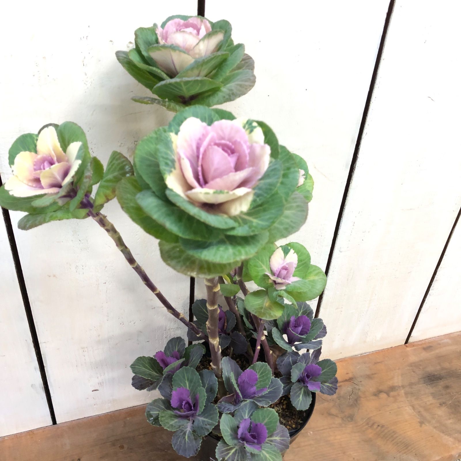 足なが踊りハボタン寄せ植え5号鉢① - メルカリ