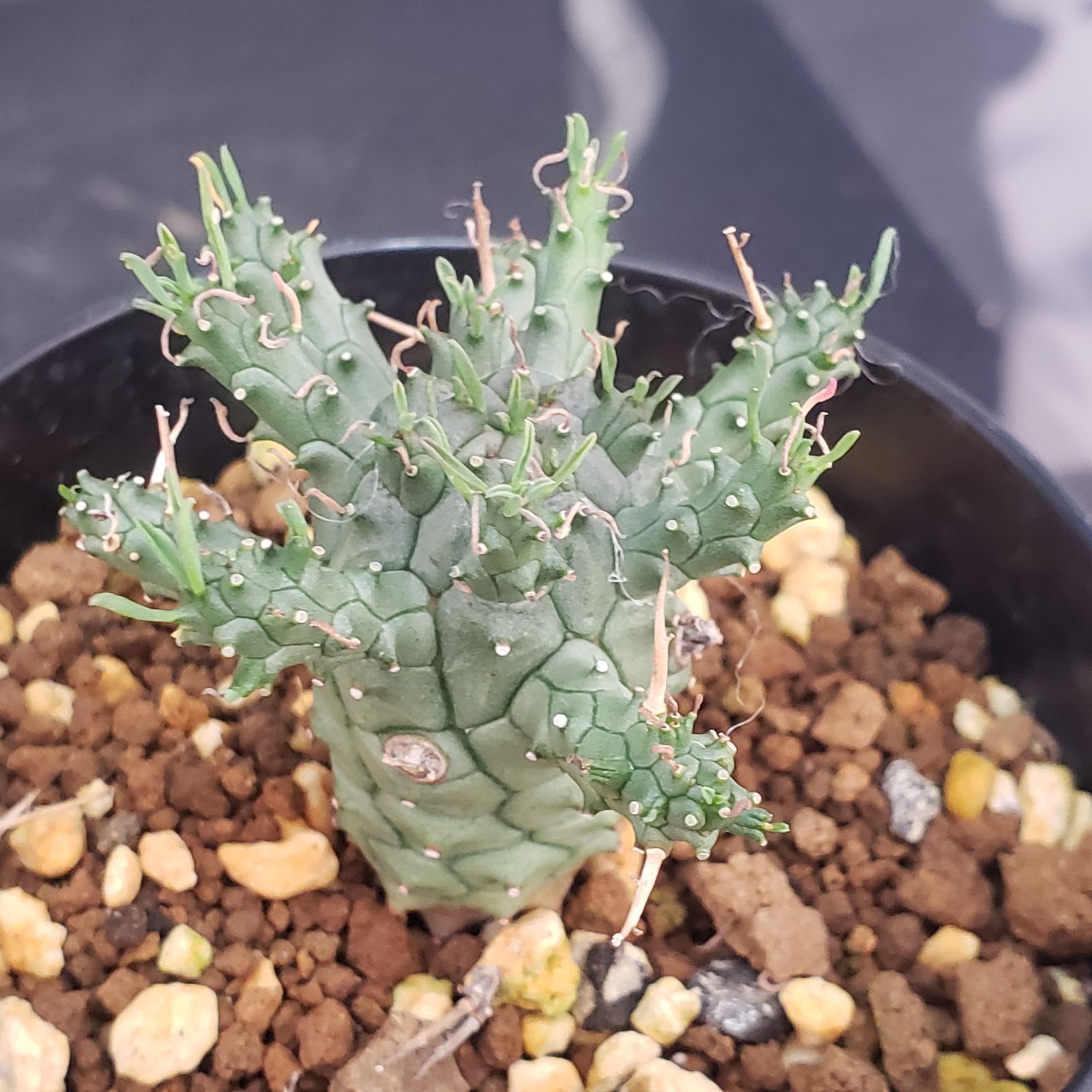 E403【自社養生株】ユーフォルビア デセプタ（発根株・鉢植え）【塊根