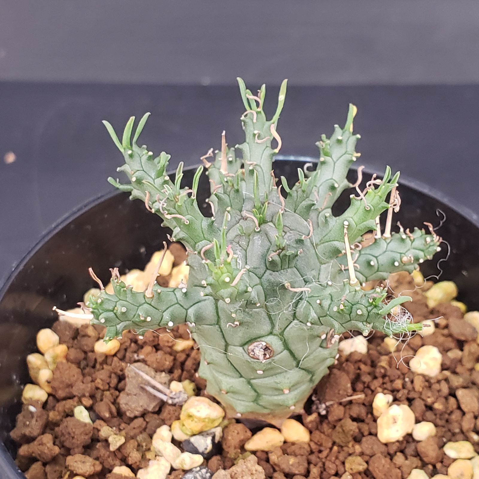 E403【自社養生株】ユーフォルビア デセプタ（発根株・鉢植え）【塊根