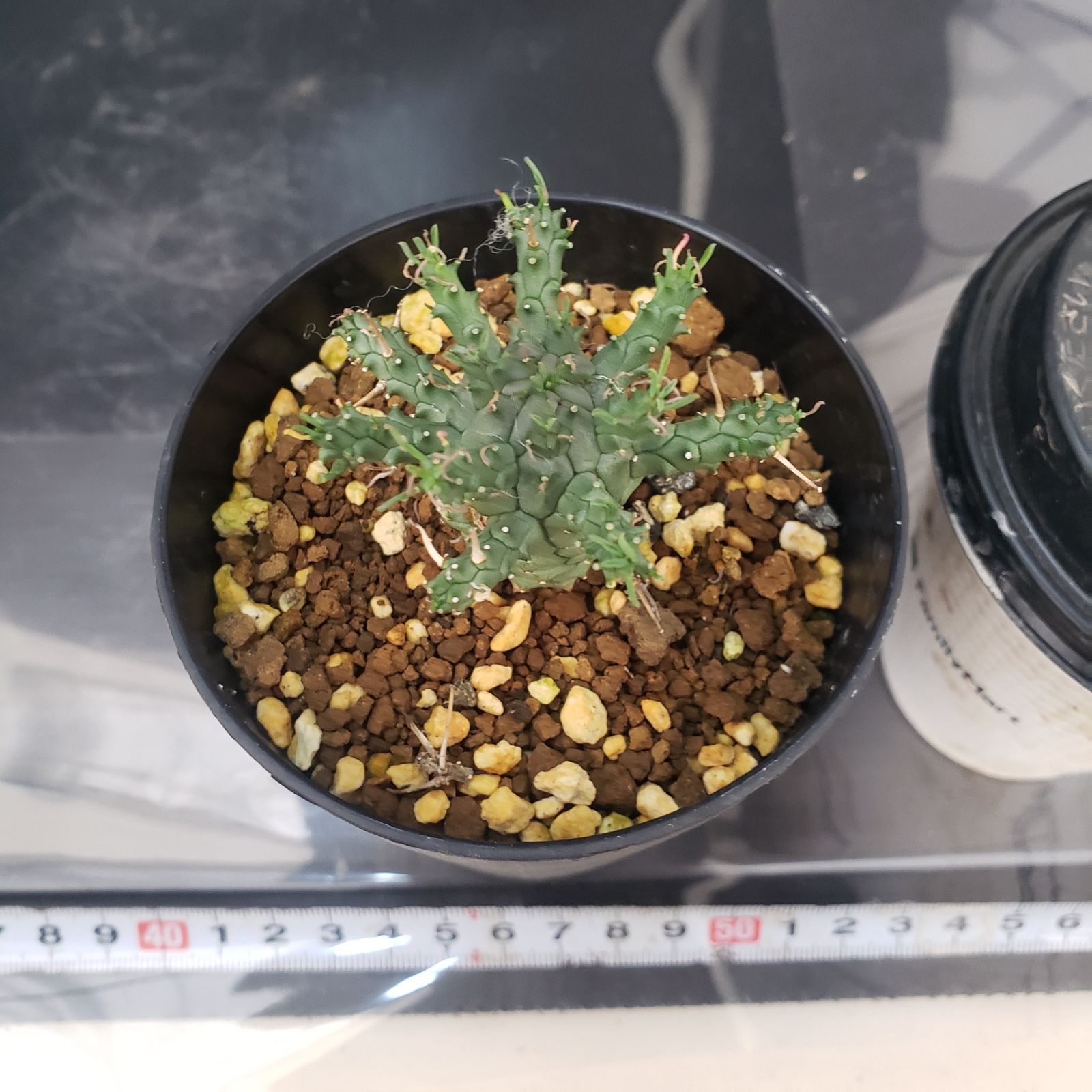 E403【自社養生株】ユーフォルビア デセプタ（発根株・鉢植え）【塊根