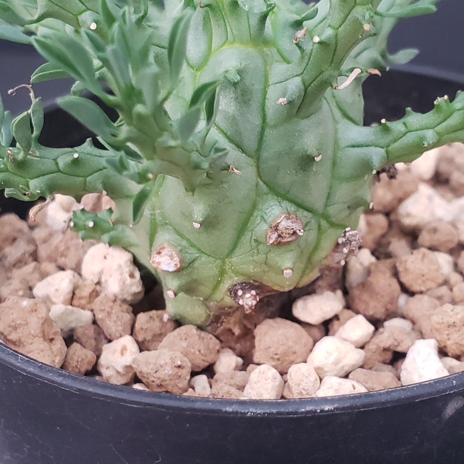 E404【自社養生株】ユーフォルビア デセプタ（発根株・鉢植え）【塊根