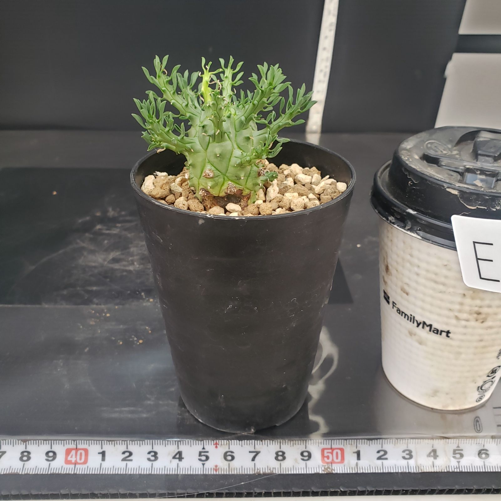 E404【自社養生株】ユーフォルビア デセプタ（発根株・鉢植え）【塊根