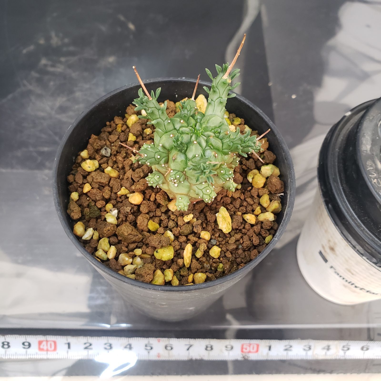 E405【自社養生株】ユーフォルビア デセプタ（発根株・鉢植え）【塊根