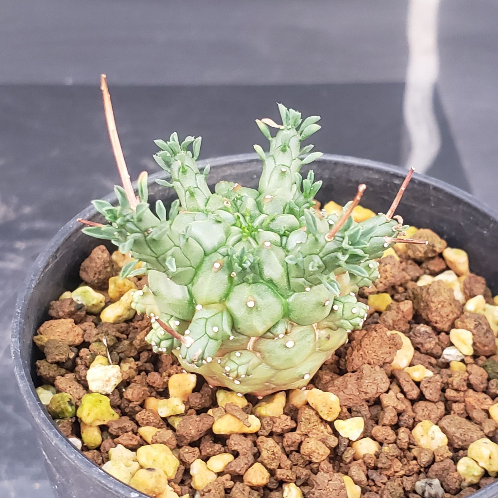 E405【自社養生株】ユーフォルビア デセプタ（発根株・鉢植え）【塊根