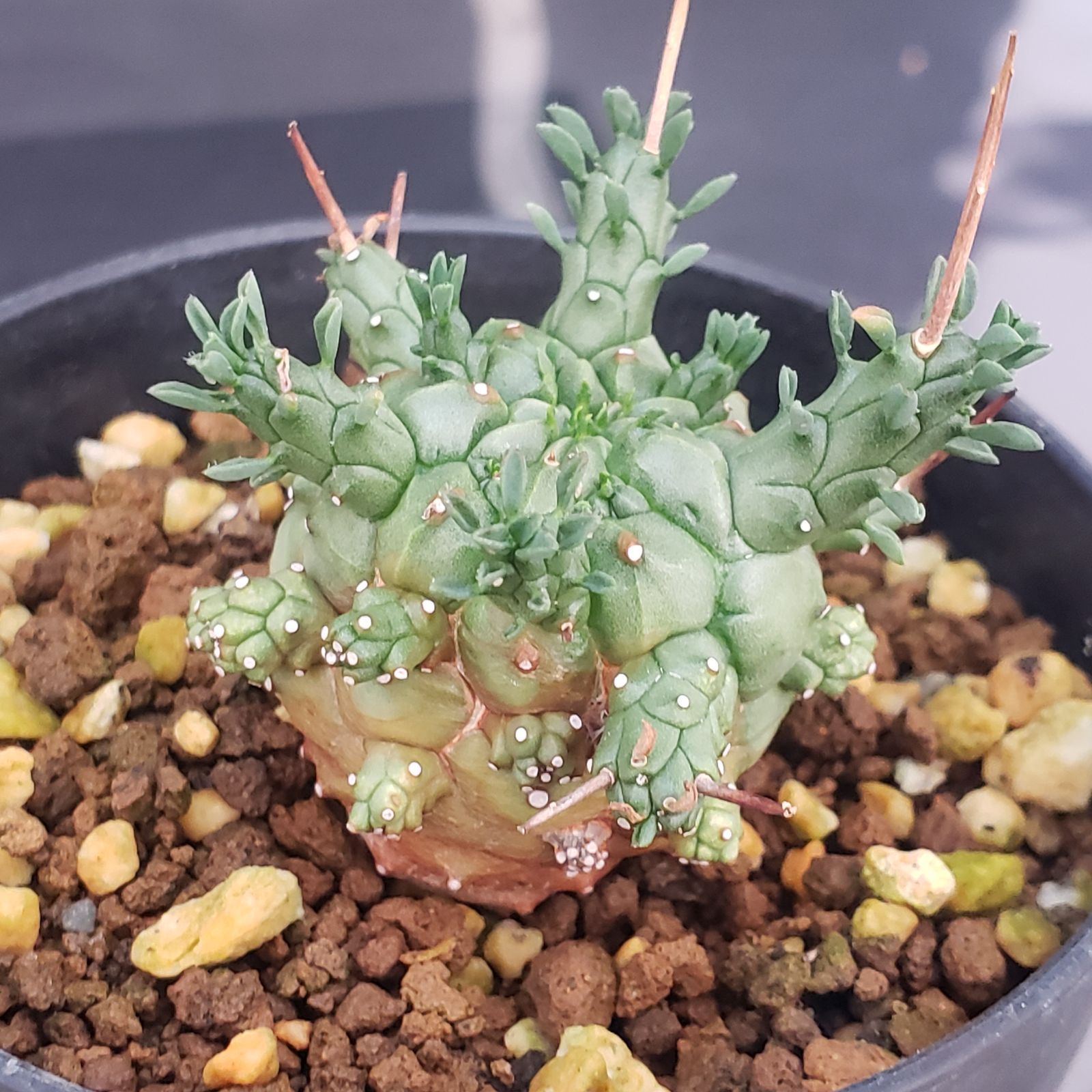 E405【自社養生株】ユーフォルビア デセプタ（発根株・鉢植え）【塊根