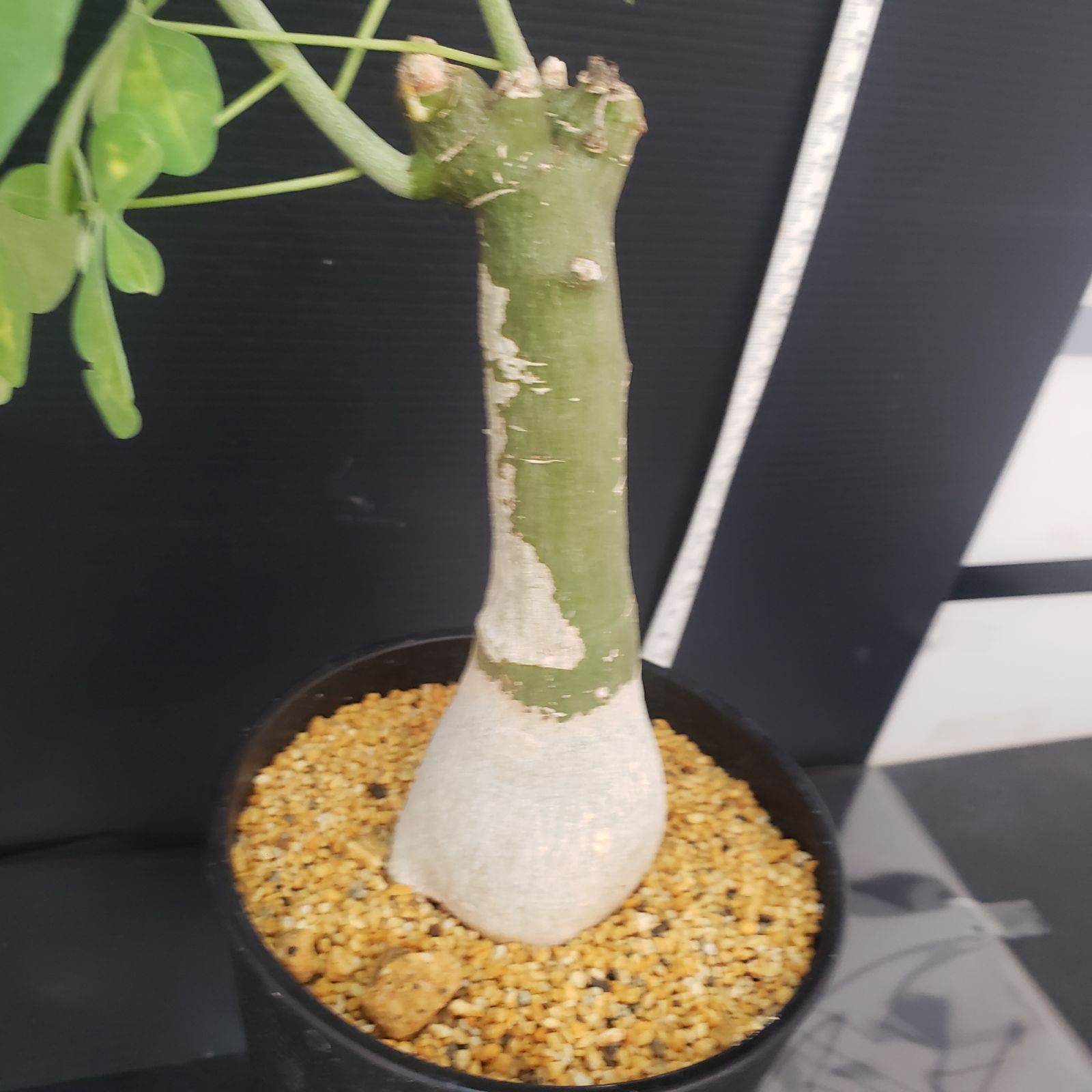 E406【自社養生株】アデニア フルチコーサ（現地球・発根株・鉢植え