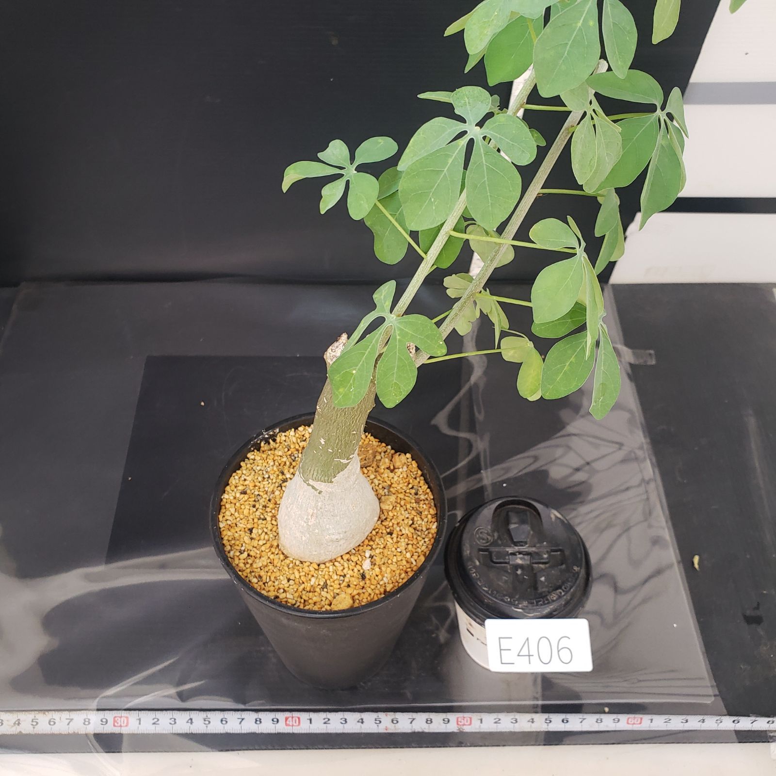 E406【自社養生株】アデニア フルチコーサ（現地球・発根株・鉢植え