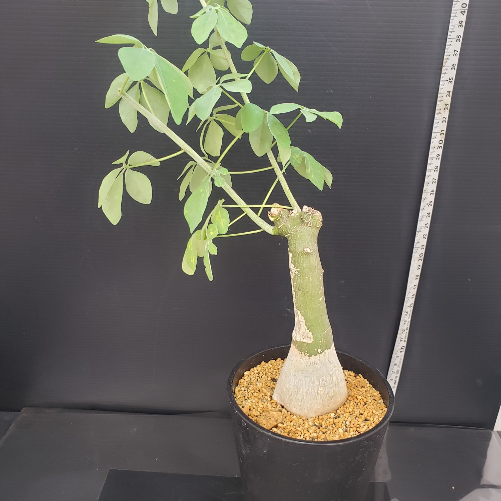 E406【自社養生株】アデニア フルチコーサ（現地球・発根株・鉢植え