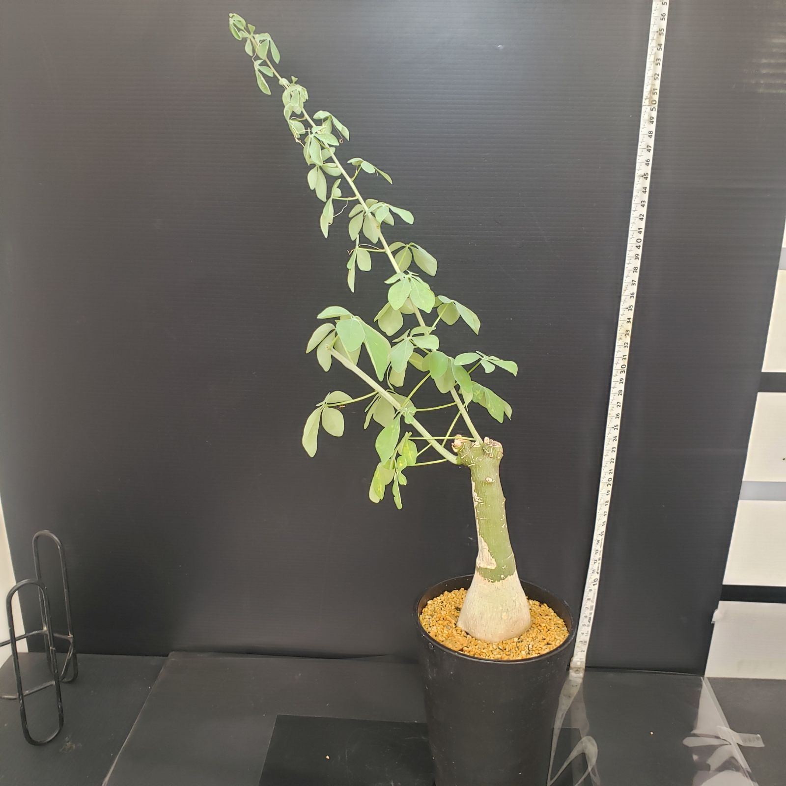 E406【自社養生株】アデニア フルチコーサ（現地球・発根株・鉢植え