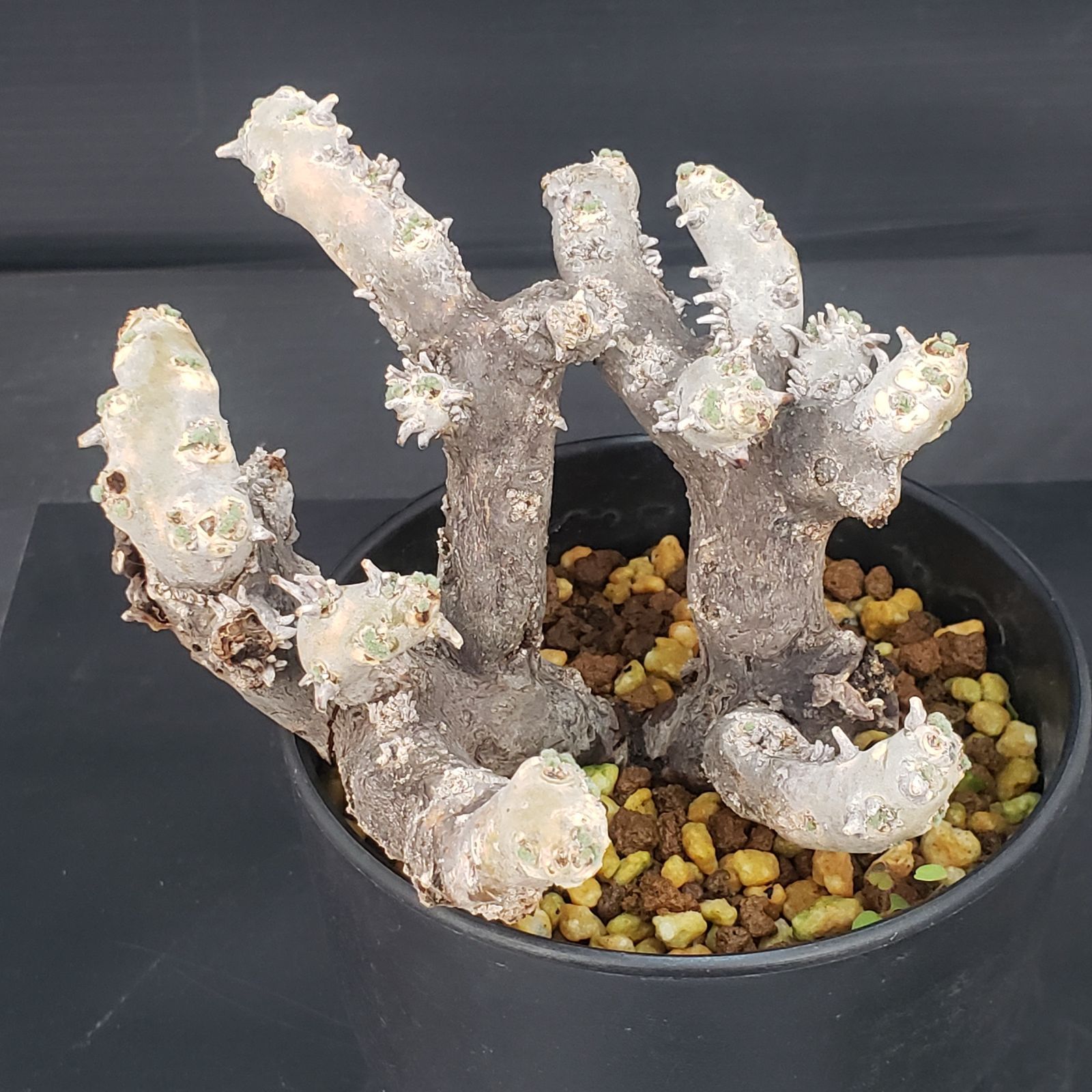 E407【自社養生株】モンソニア ムルチフィダ（現地球・発根株・鉢植え