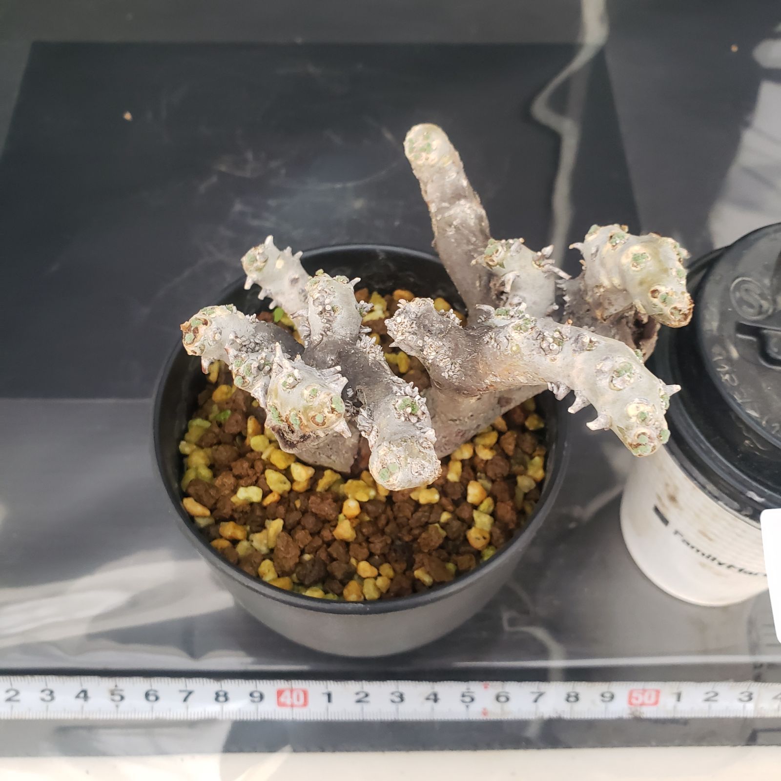 E407【自社養生株】モンソニア ムルチフィダ（現地球・発根株・鉢植え