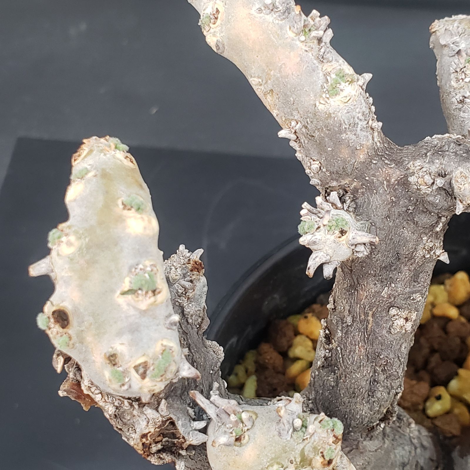 E407【自社養生株】モンソニア ムルチフィダ（現地球・発根株・鉢植え