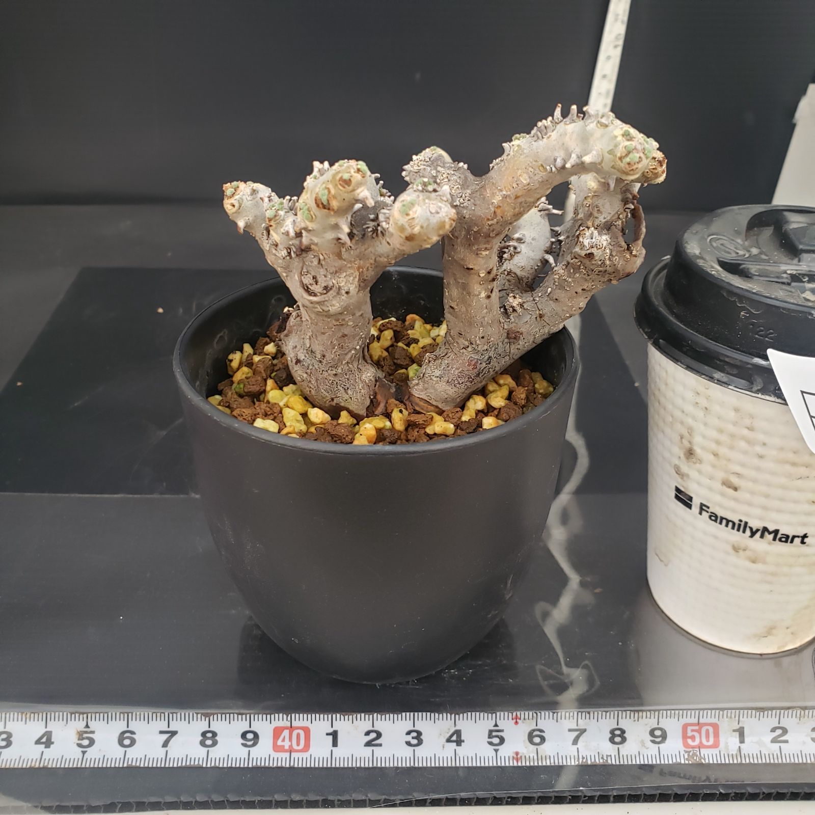 E407【自社養生株】モンソニア ムルチフィダ（現地球・発根株・鉢植え