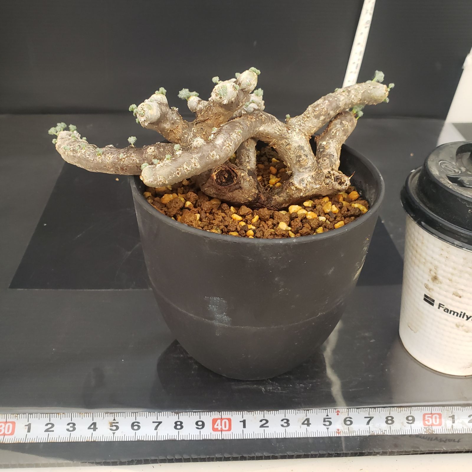 E408【自社養生株】モンソニア ムルチフィダ（現地球・発根株・鉢植え