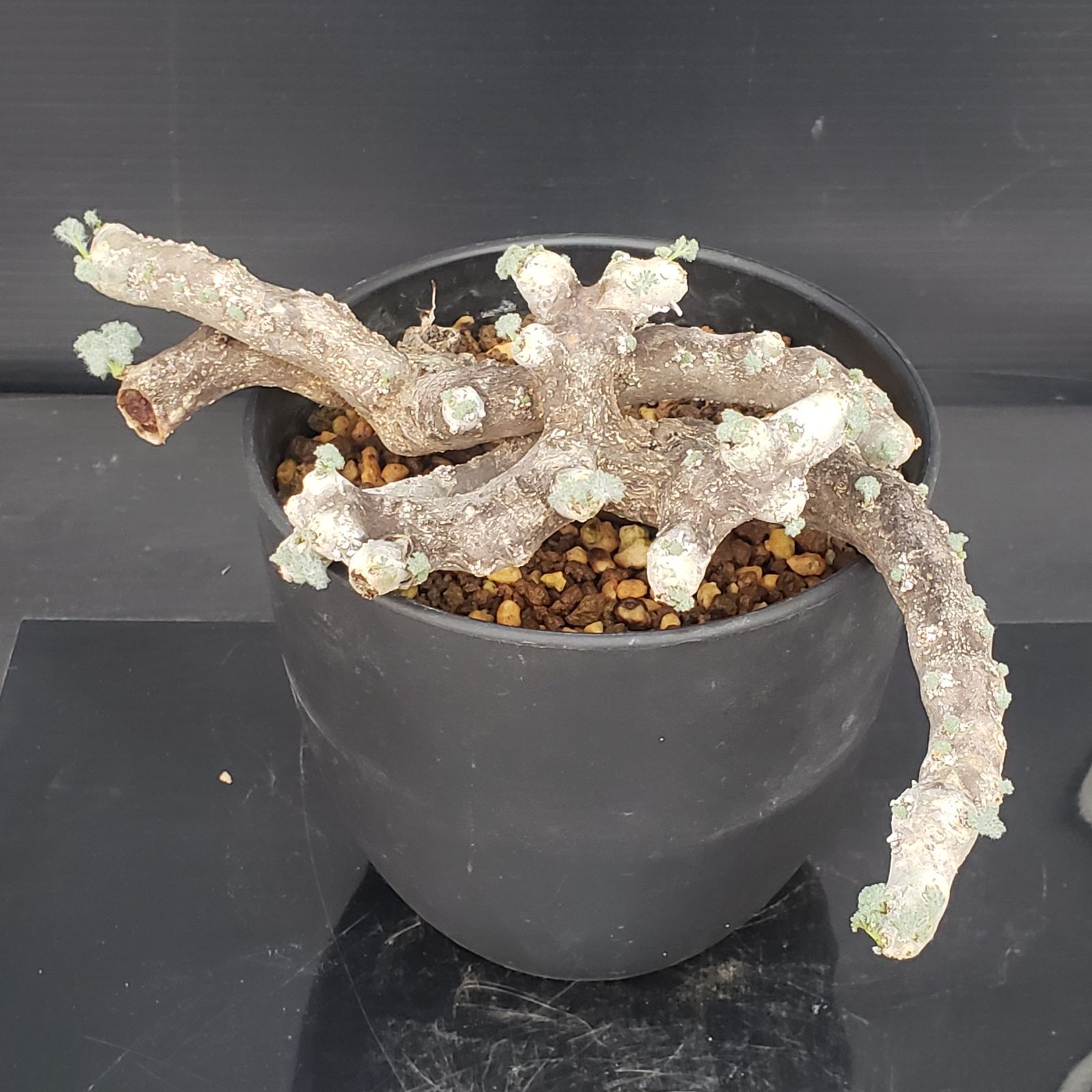 E408【自社養生株】モンソニア ムルチフィダ（現地球・発根株・鉢植え