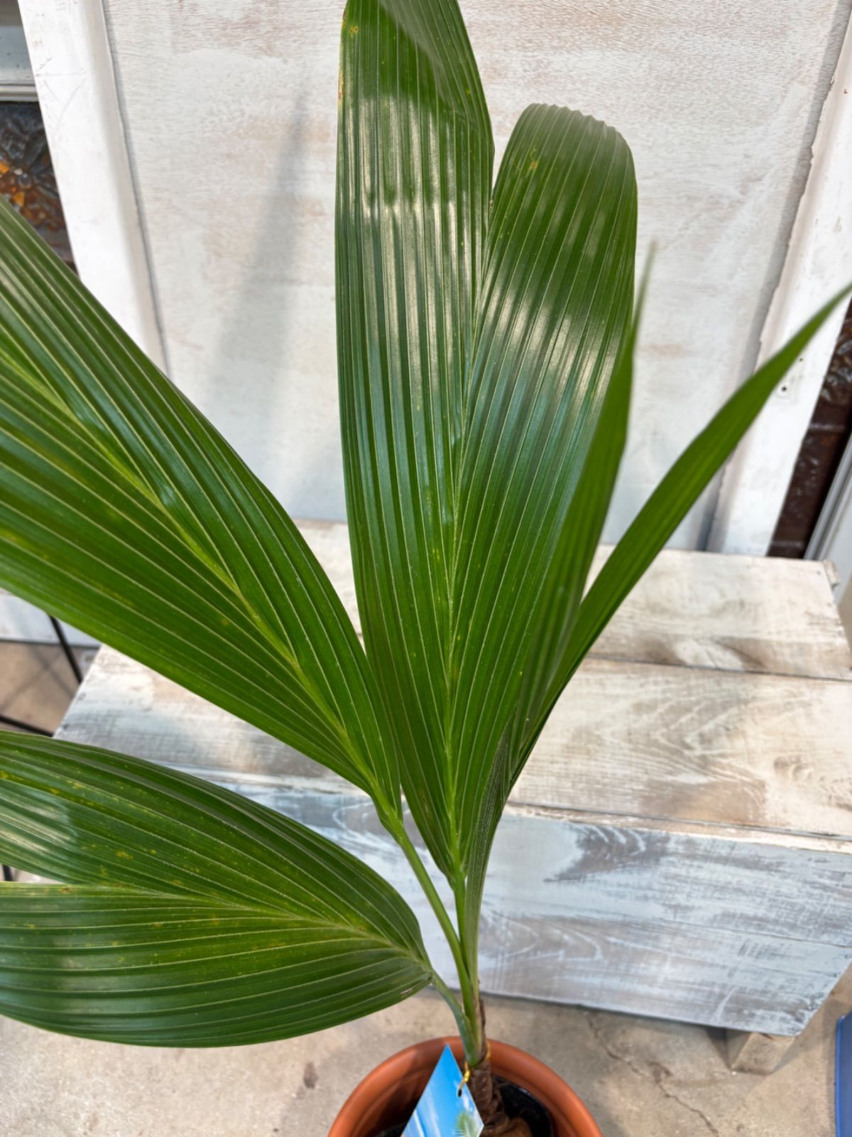 ココヤシ 7号 11月26日 鉢底から約99cm 撮影現品 豊中市より出品 同梱