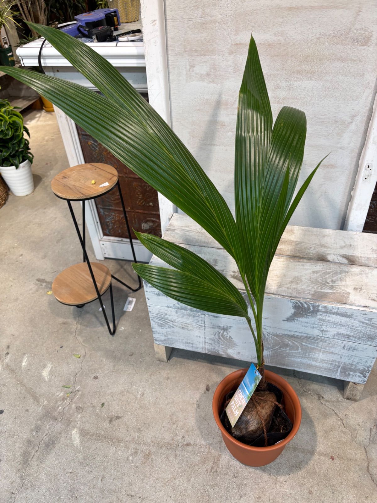 ココヤシ 7号 11月26日 鉢底から約99cm 撮影現品 豊中市より出品 同梱