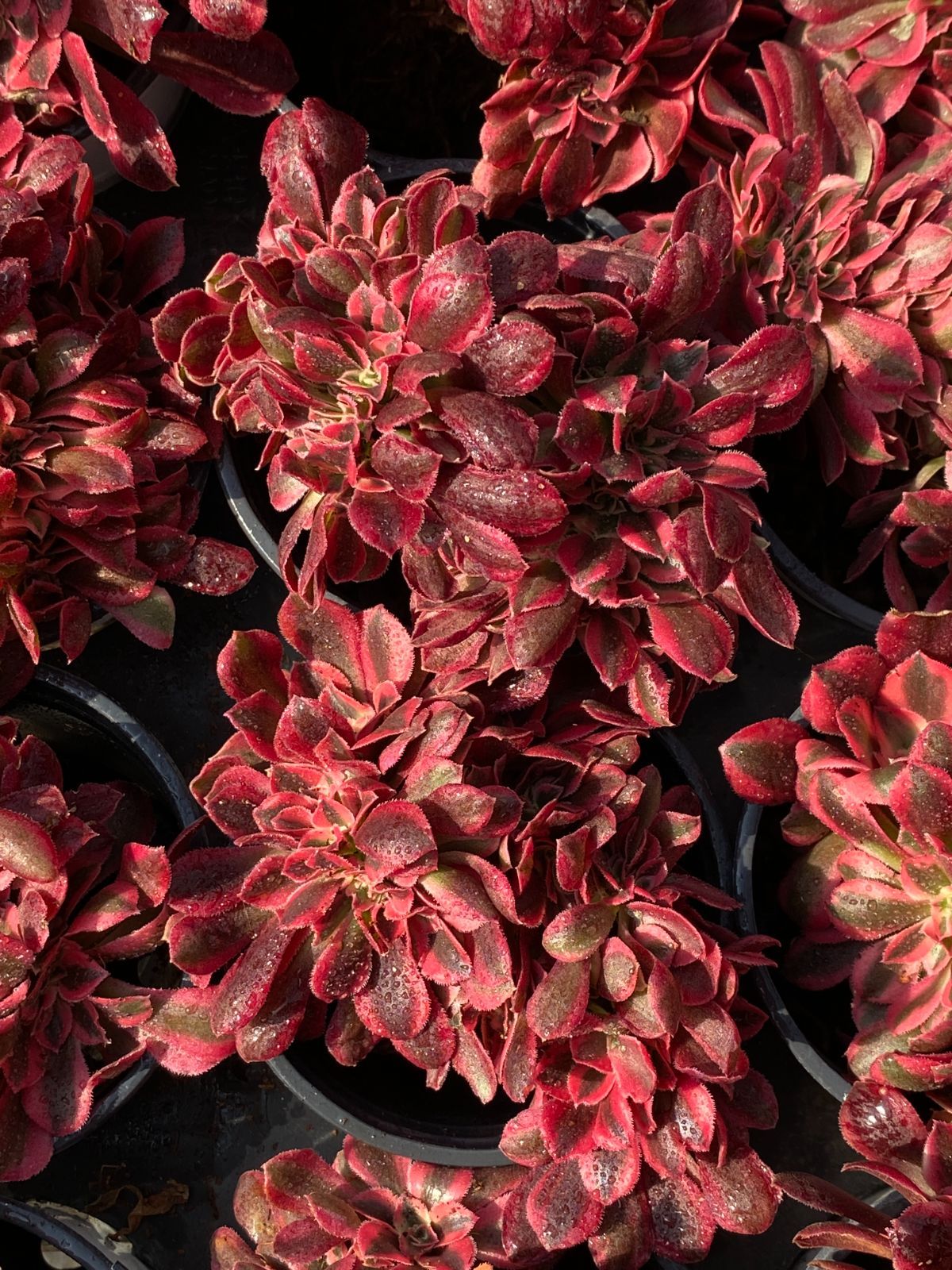 観葉植物 数量限定 ZZ188×32苗 ピンクウィッチ 綴化 抜き苗 NT 多肉