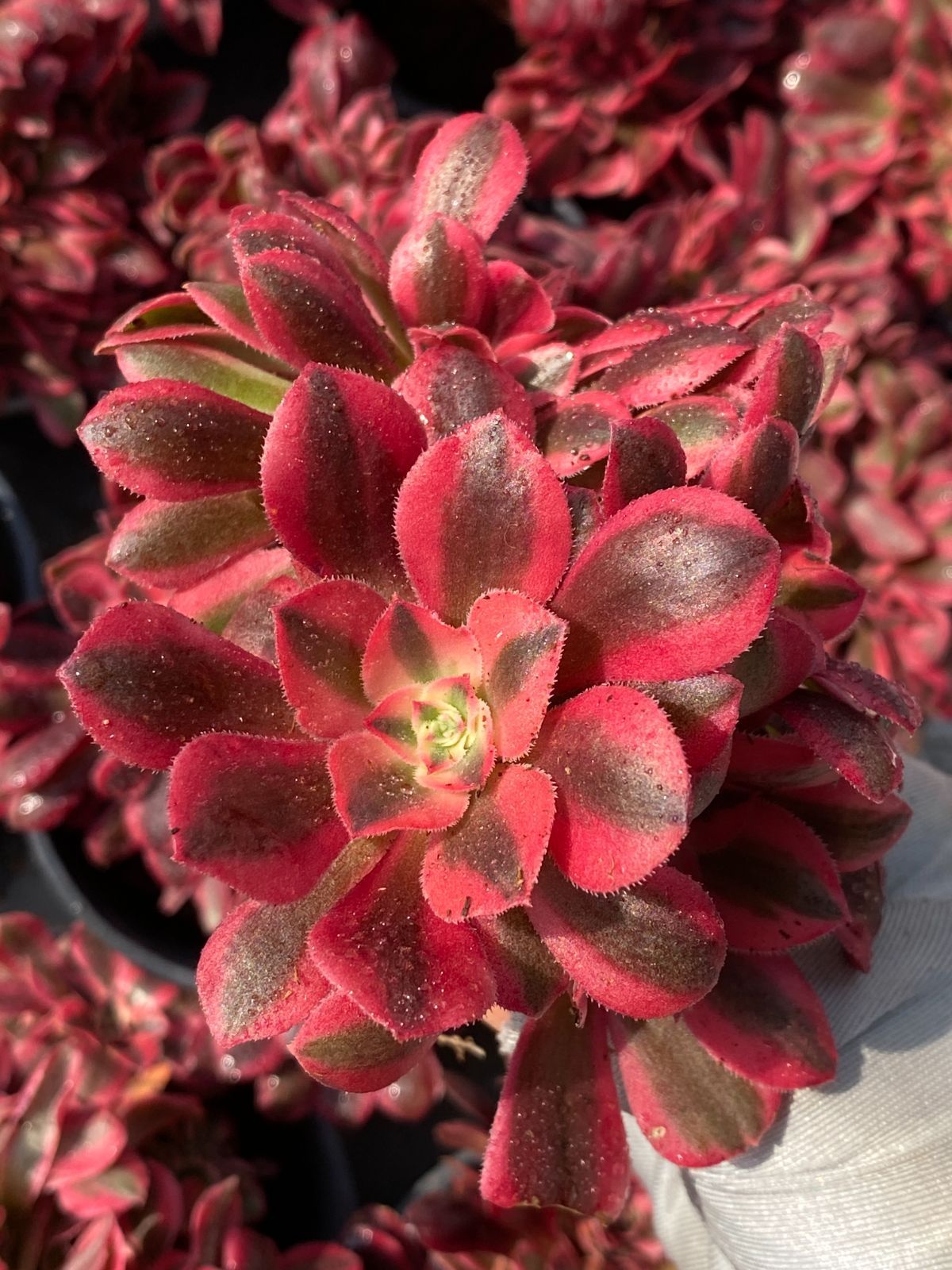 数量限定 SALE！ SALE！ ピンクウィッチ 綴化 ZZ188×32苗 抜き苗 多肉