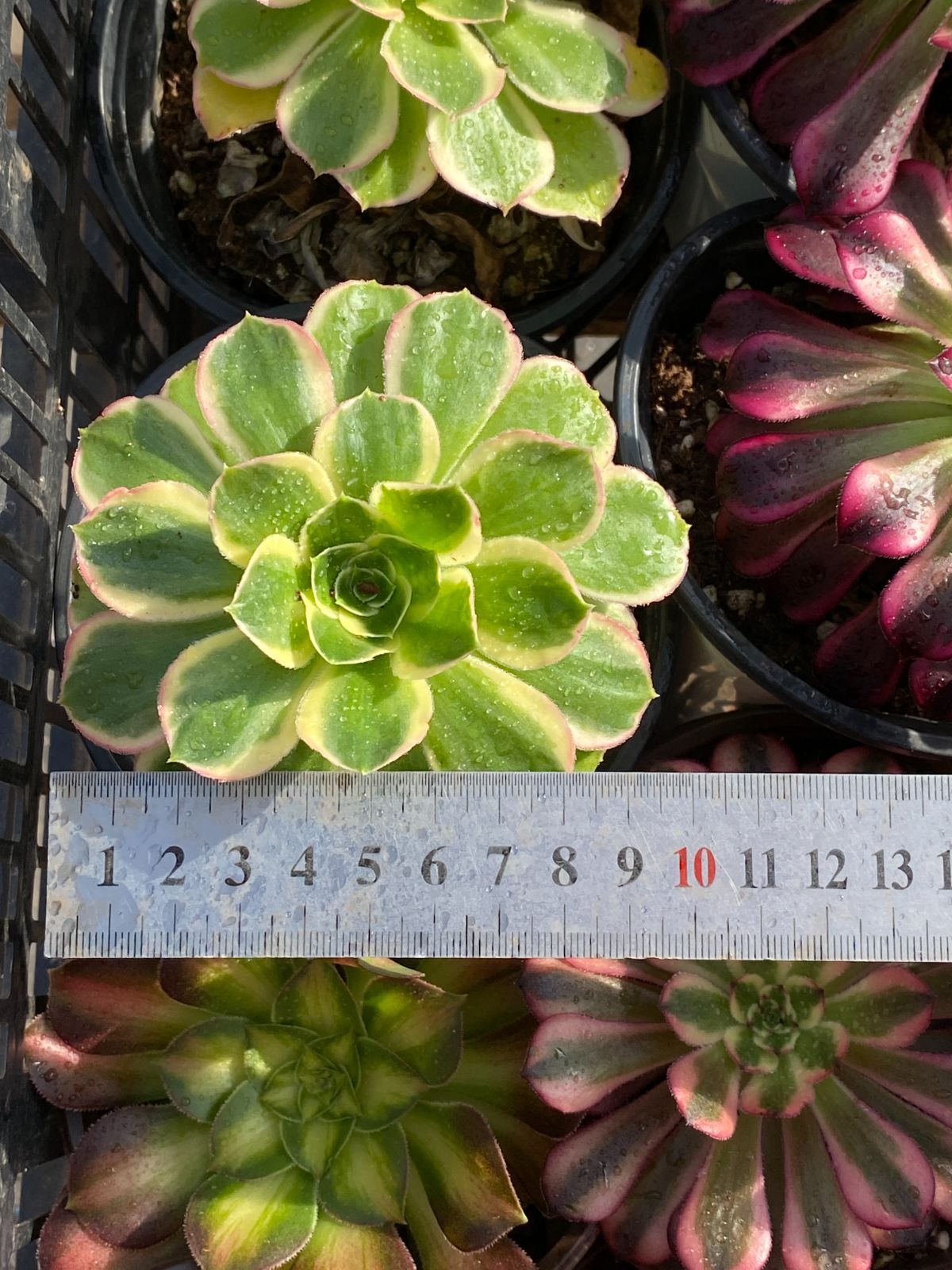 NT34×32苗 8種類セット カット苗 多肉植物 詰め合わせ エケベリア