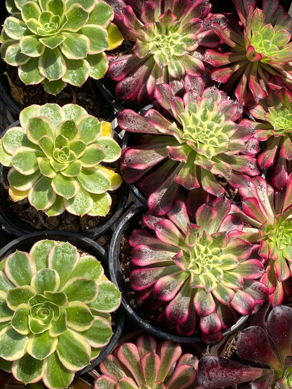 NT34×32苗 8種類セット カット苗 多肉植物 詰め合わせ エケベリア