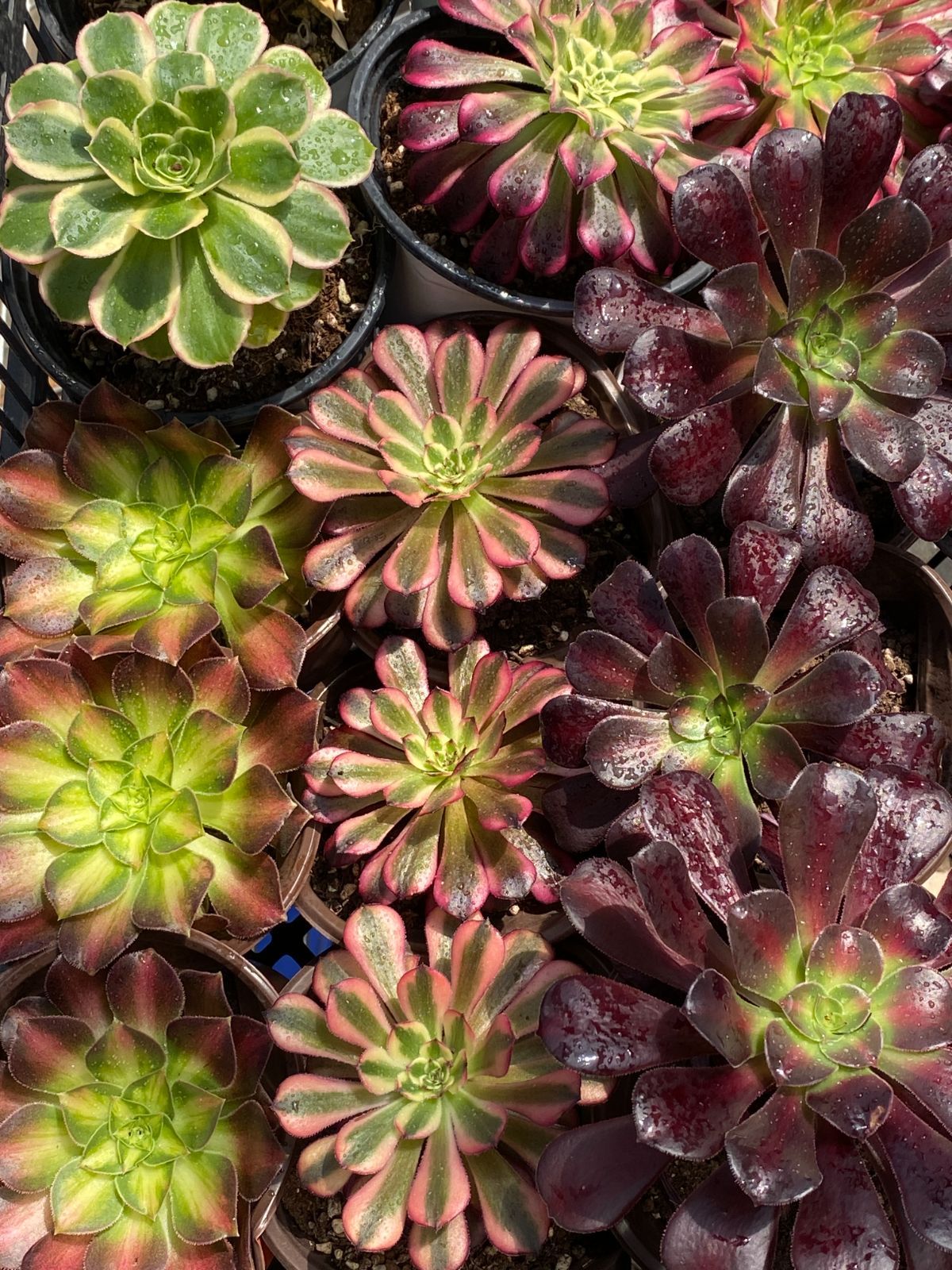 NT34×32苗 8種類セット カット苗 多肉植物 詰め合わせ エケベリア