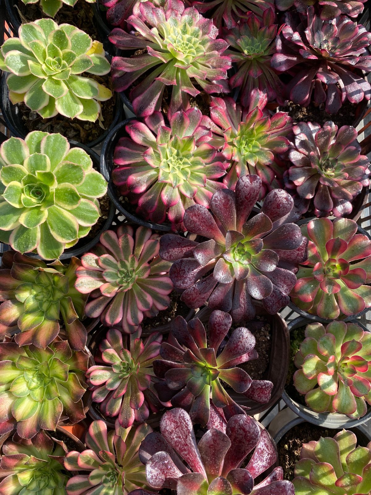 NT34×32苗 8種類セット カット苗 多肉植物 詰め合わせ エケベリア