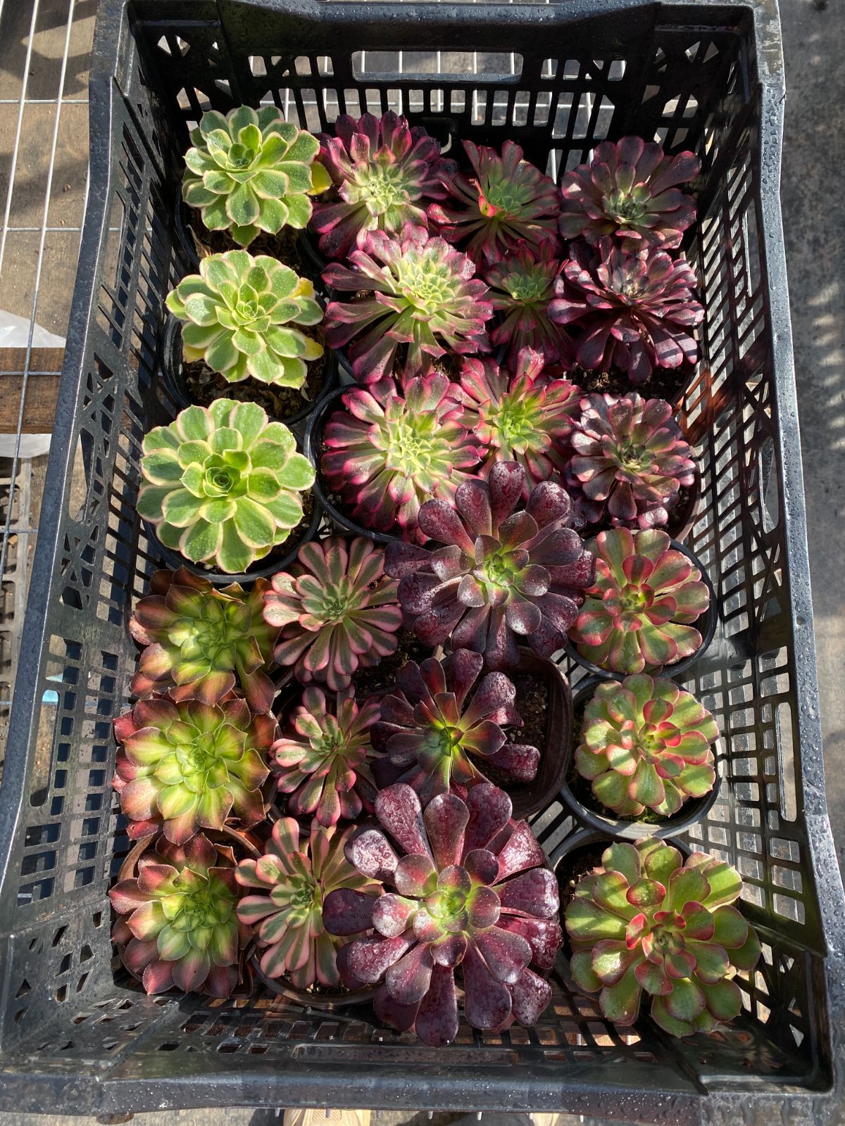 NT34×32苗 8種類セット カット苗 多肉植物 詰め合わせ エケベリア