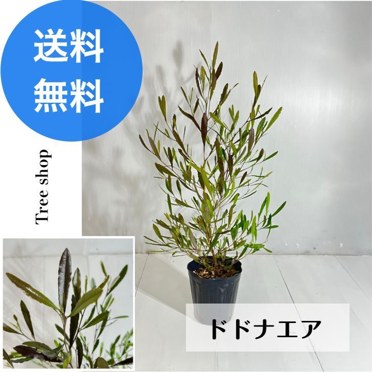 PSA10】神凪の祝福/アクローマの意志 FOIL 継承史 FF15 ノクト