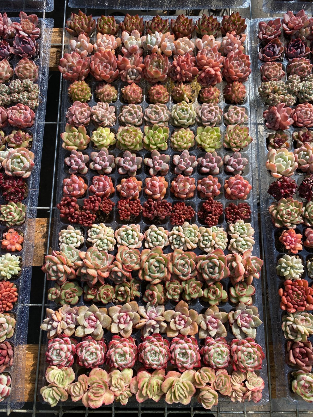 本日限定価格 NT35 土付き 15種類セット 105苗 新入荷 サボテン