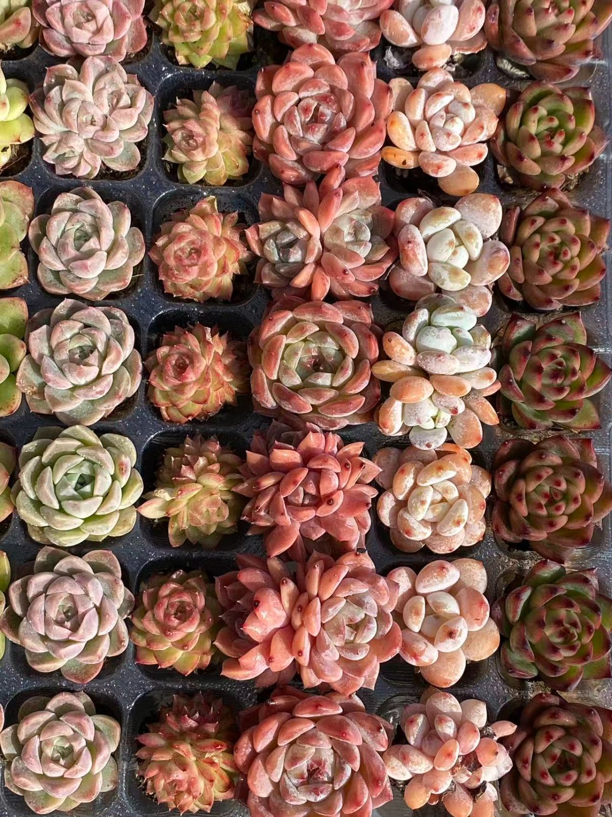 本日限定価格 NT35 土付き 15種類セット 105苗 新入荷 サボテン