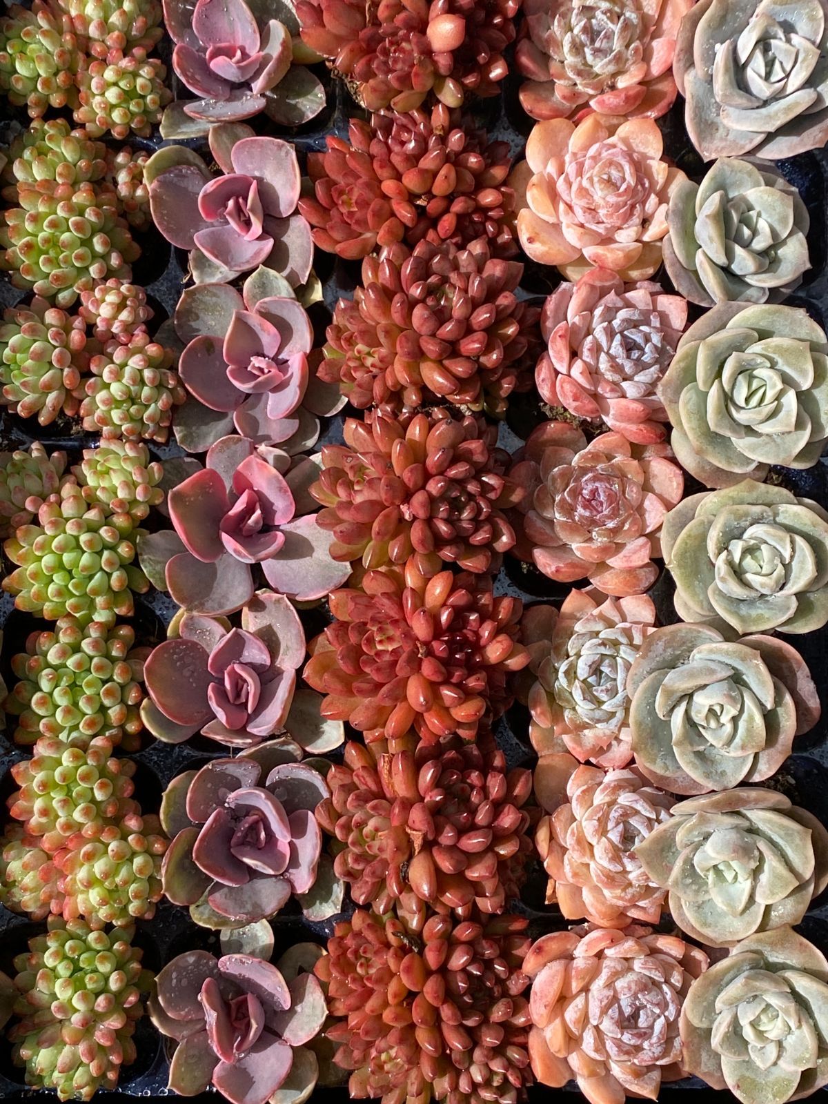 人気セール 7種類の土と根付き49苗セット 多肉植物の大満足パック