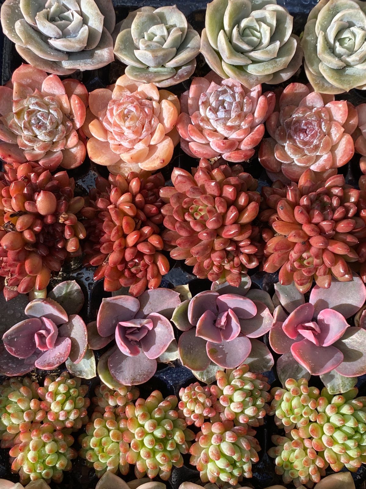 ブラックフライデー限定価格】7種類の土と根付き49苗セット 多肉植物の