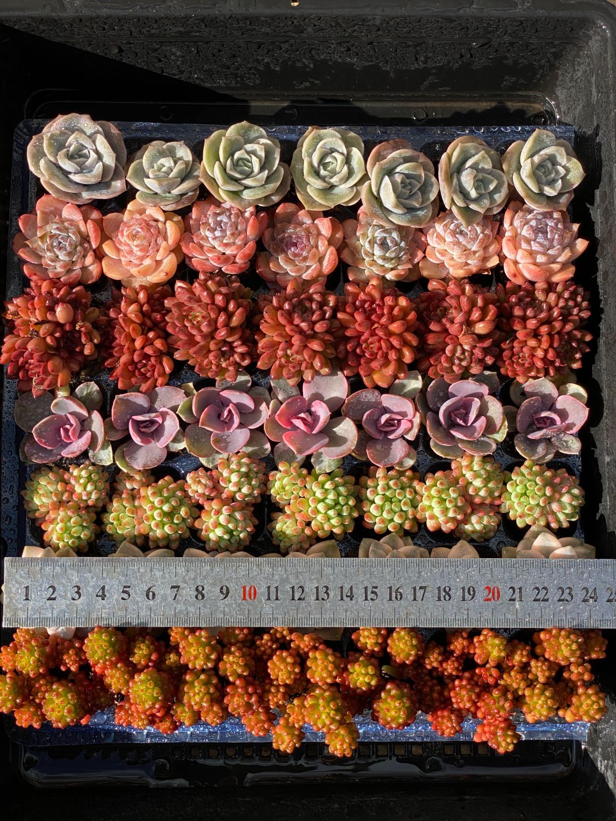 ブラックフライデー限定価格】7種類の土と根付き49苗セット 多肉植物の