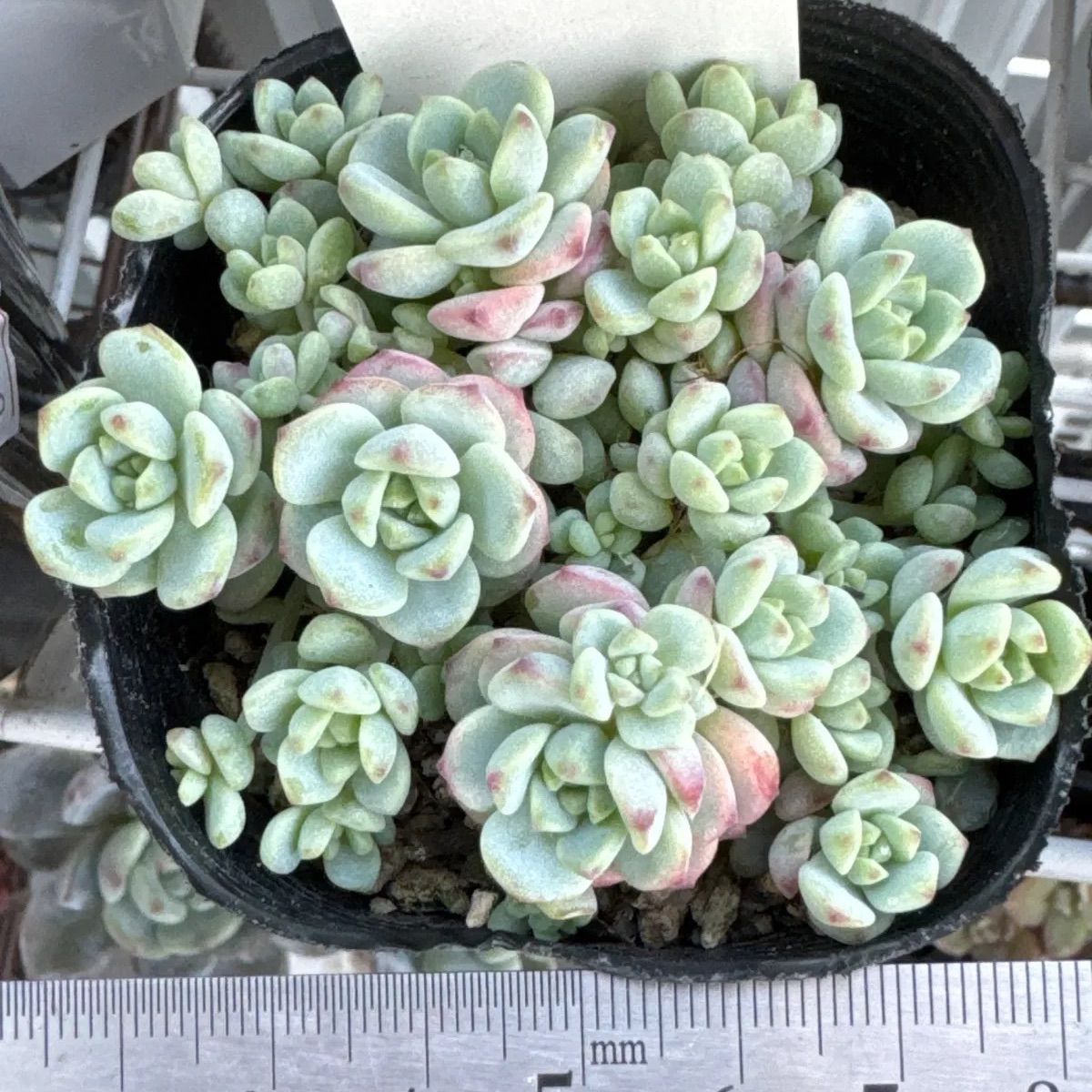 97.多肉植物 ボラピル 1450円【抜き苗】 97.多肉植物 ボラピル 1450円 97.多肉植物 ボラピル 1450円【抜き苗】 97.多肉植物 ボラピル 1450円