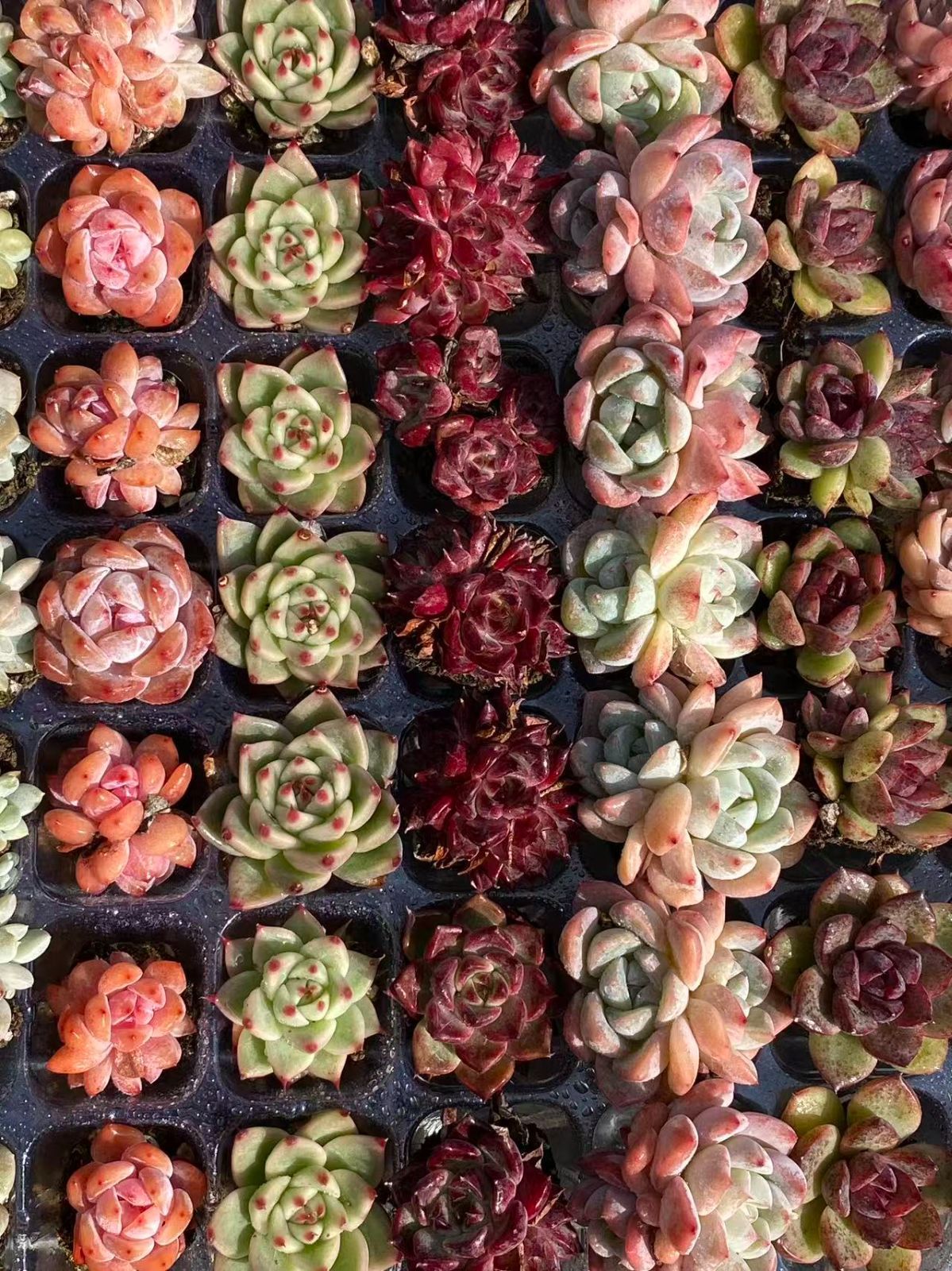 新入荷 15種類セット H234×105苗 土付き 詰め合わせ 多肉植物 新入荷