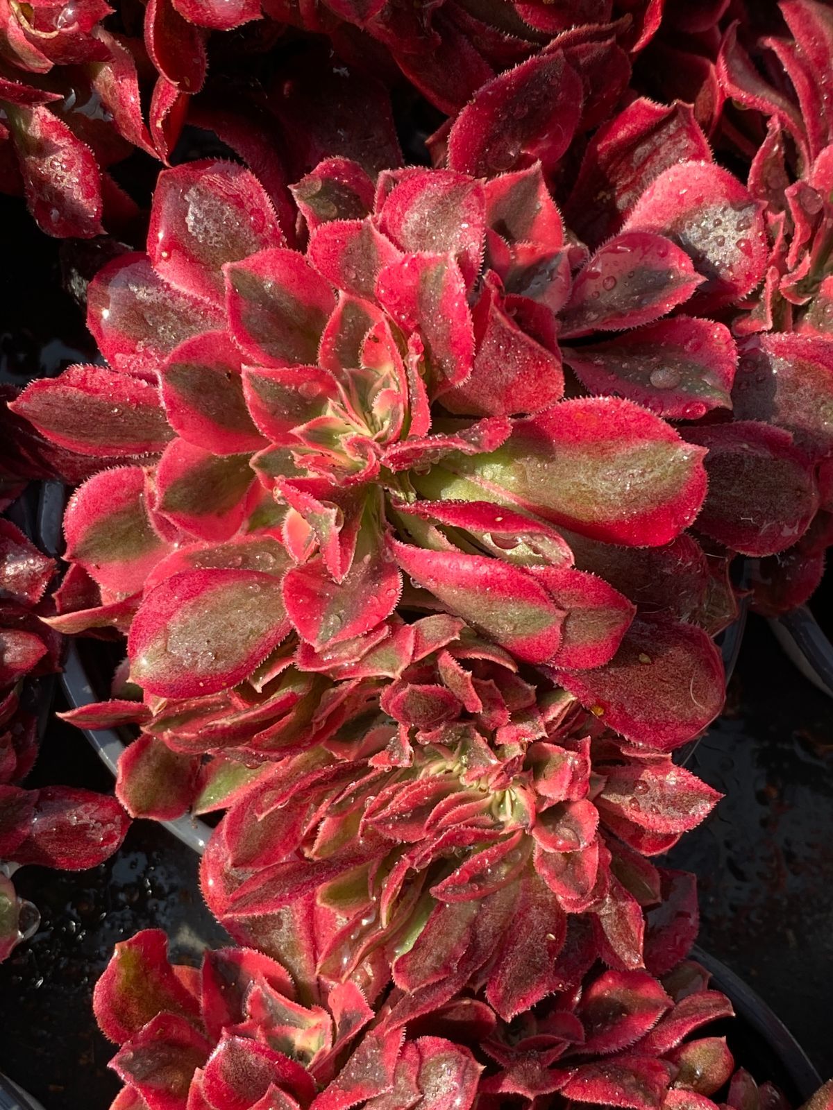 ブラックフライデー限定【32株の抜き苗セット】ピンクウィッチ石化