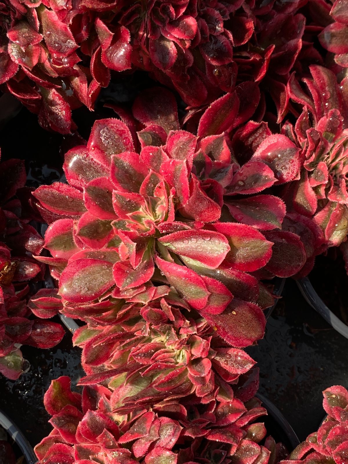 ブラックフライデー限定【32株の抜き苗セット】ピンクウィッチ石化