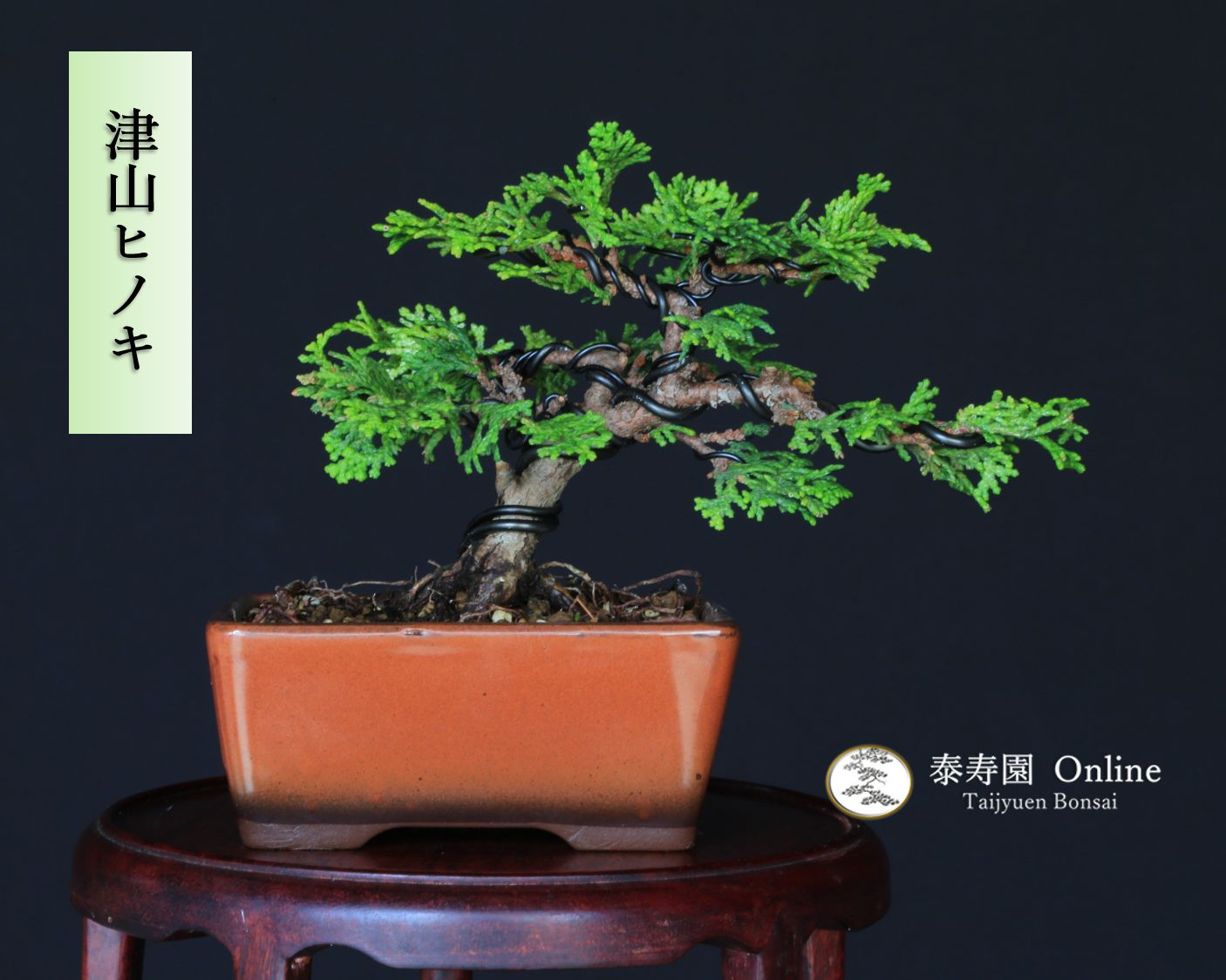 最新型 旧型より肩カップ小さめRiddell PowerSPX サイズXS